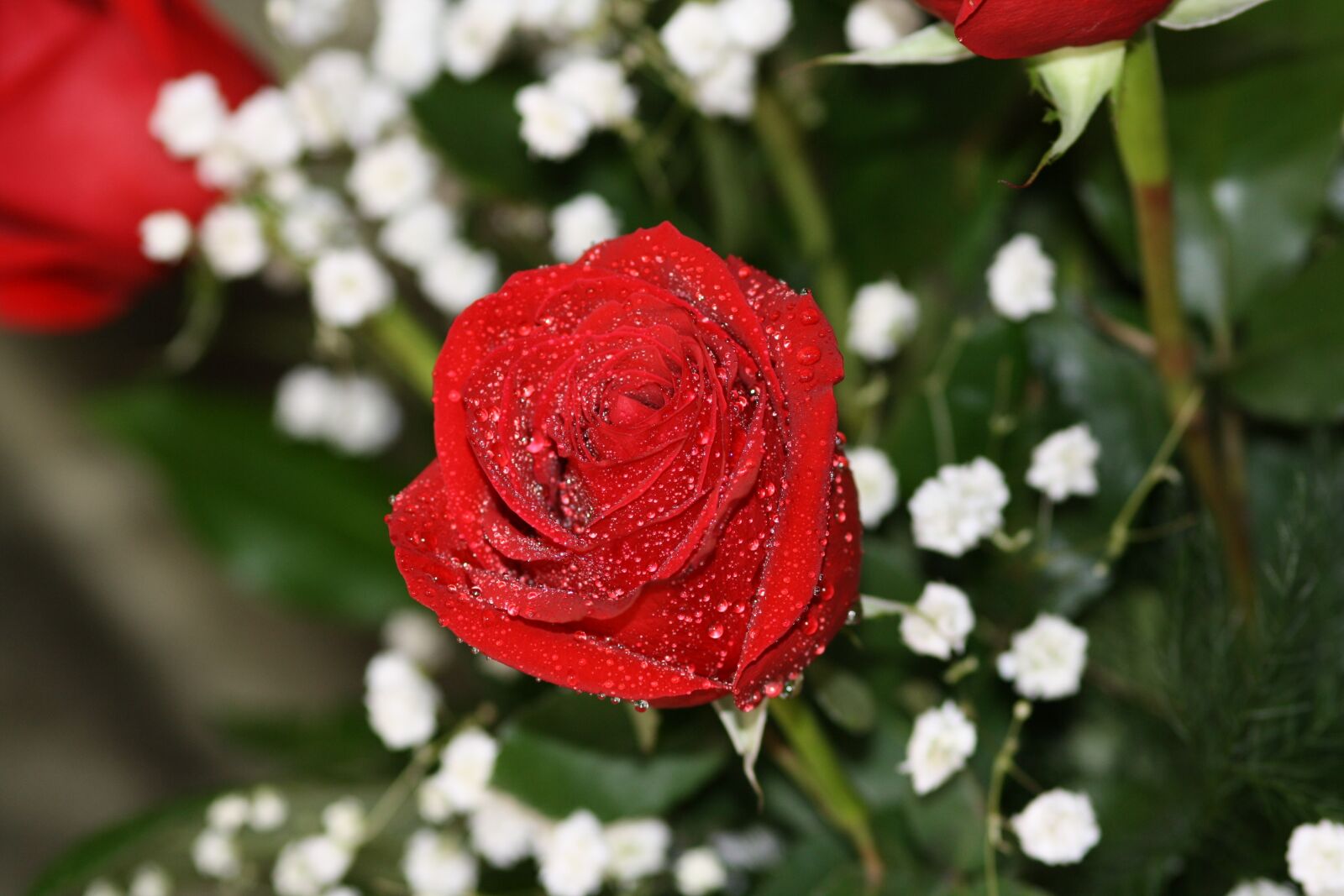 Canon EOS 1000D (EOS Digital Rebel XS / EOS Kiss F) sample photo. Rose, flower, red rose photography