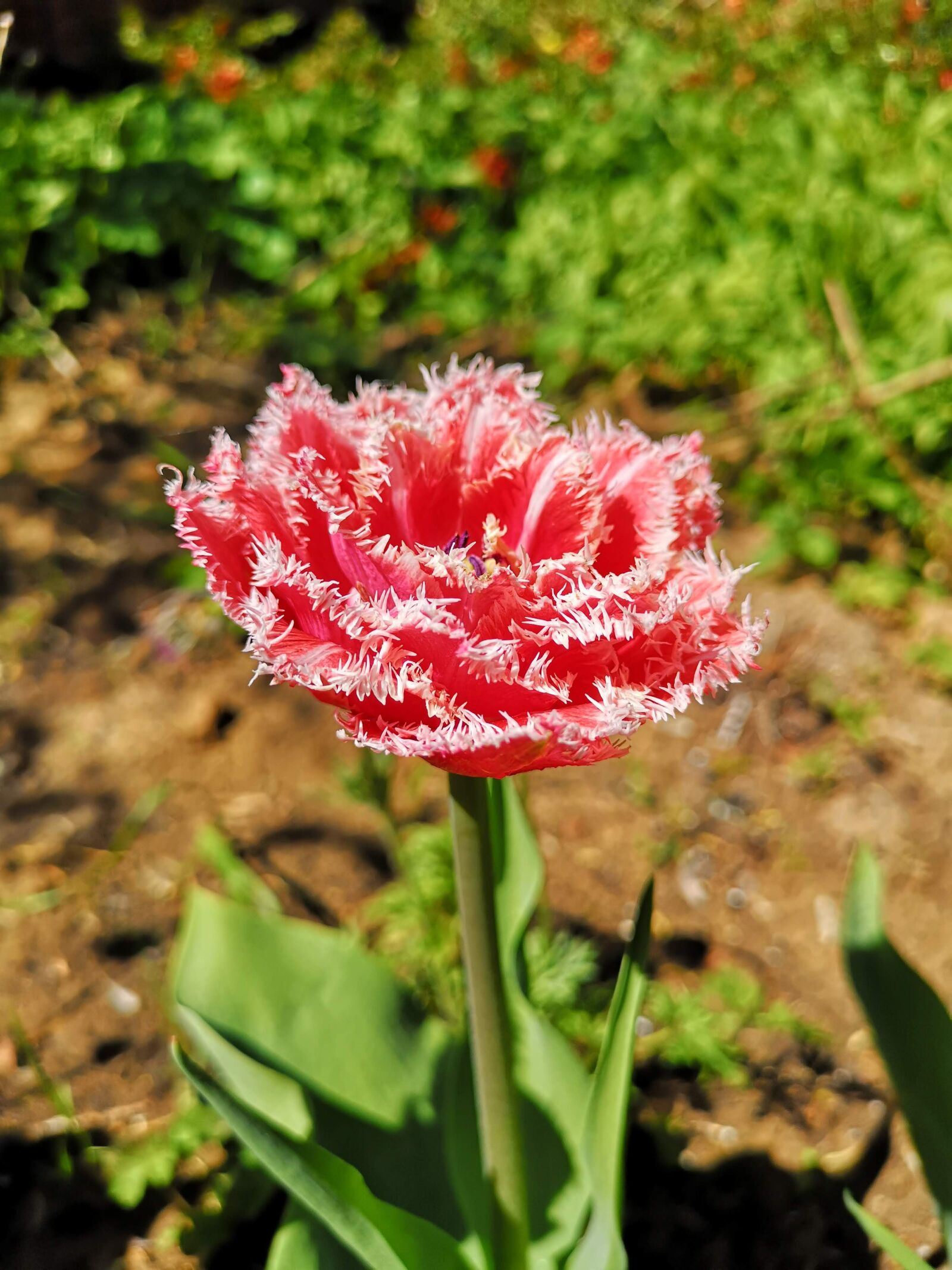 HUAWEI CLT-L29 sample photo