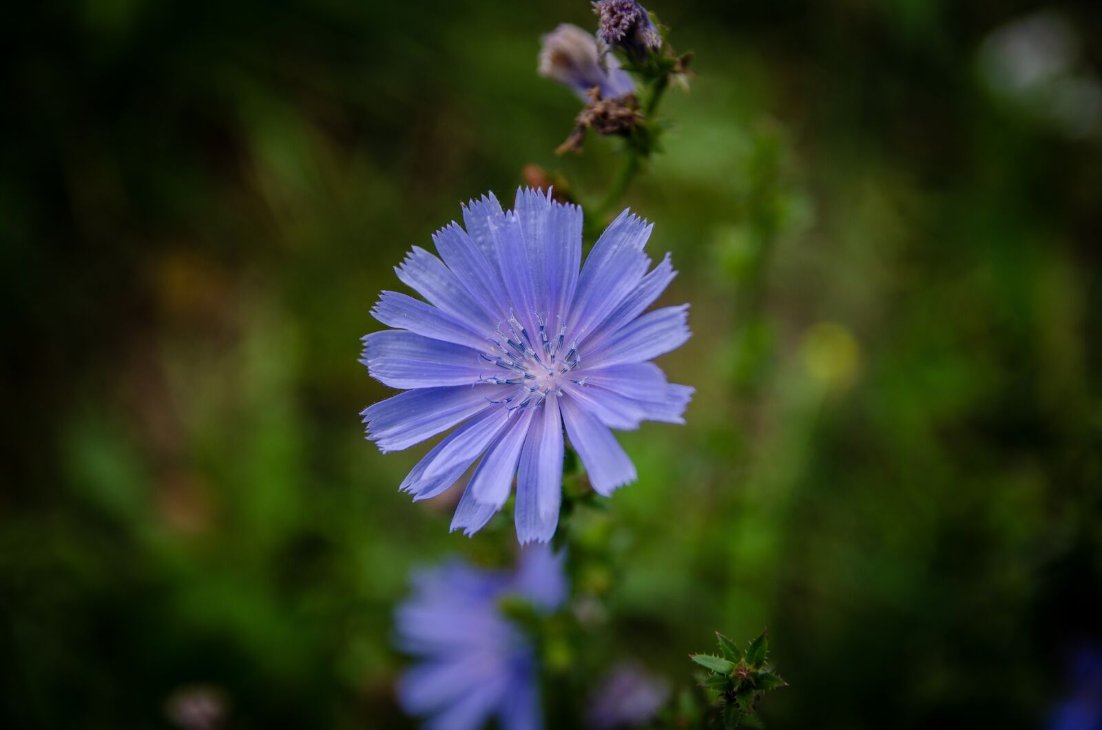 Nikon D5100 sample photo. Flower, fresh, blossom photography
