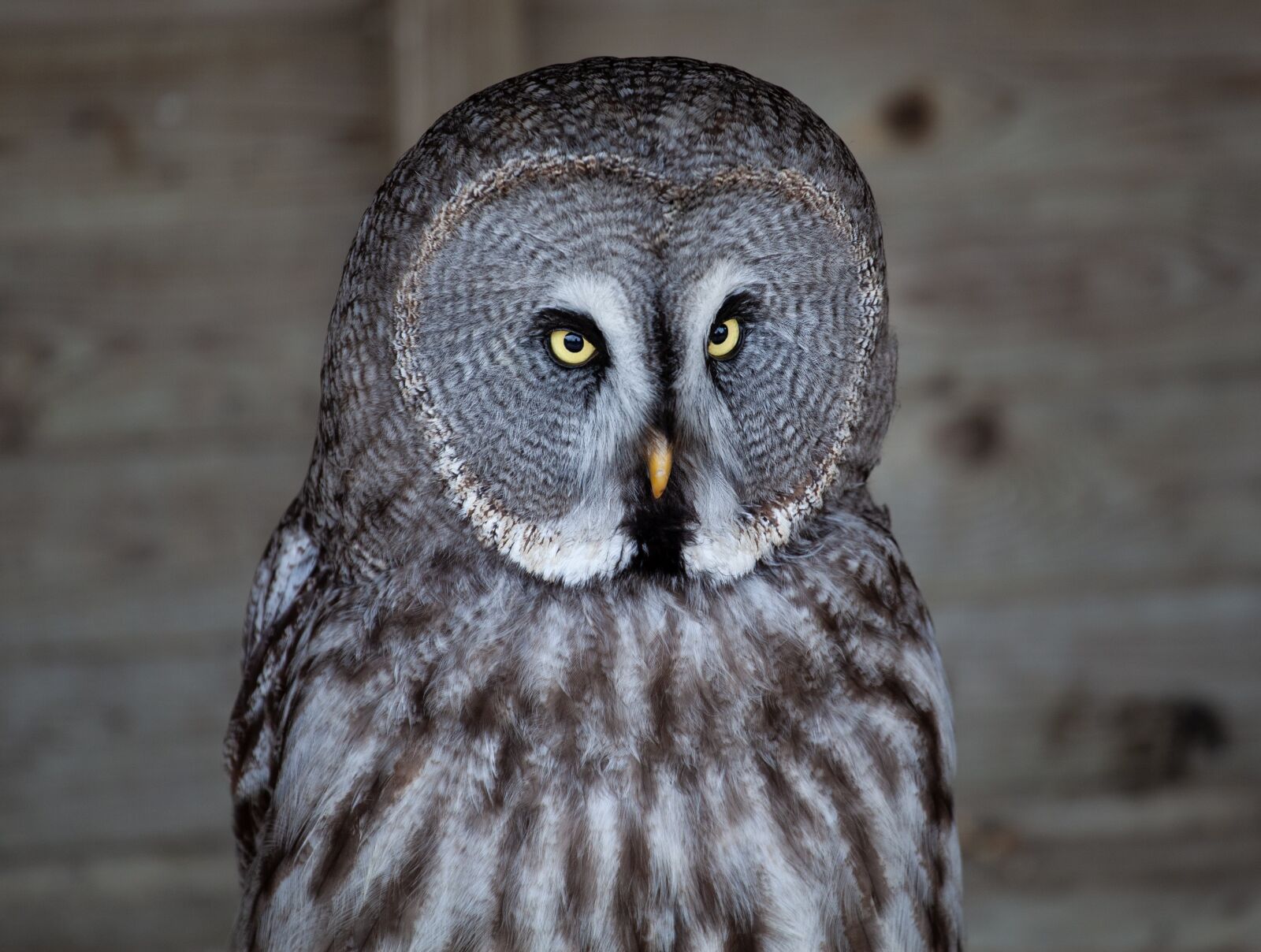 Canon EOS 5D Mark II sample photo. Owl, yellow eyed owl photography
