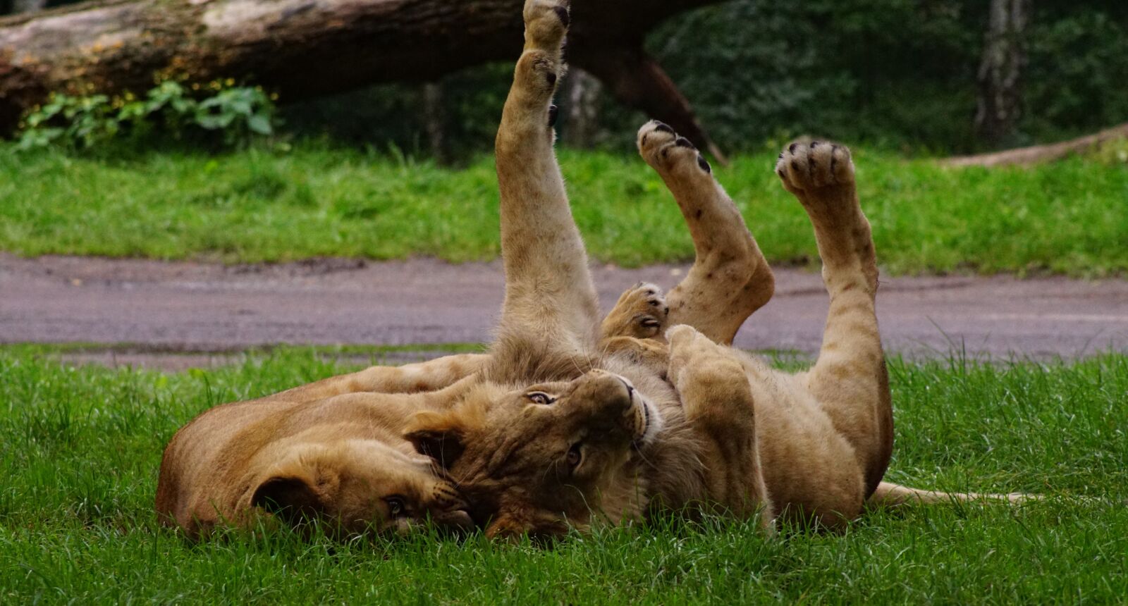 Sony ILCA-77M2 sample photo. Play, lion, cat photography