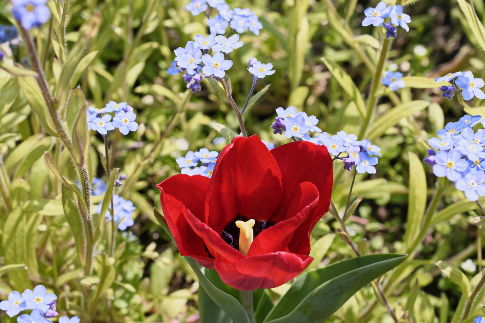 Nikon D5300 sample photo. Nature, flower, red photography
