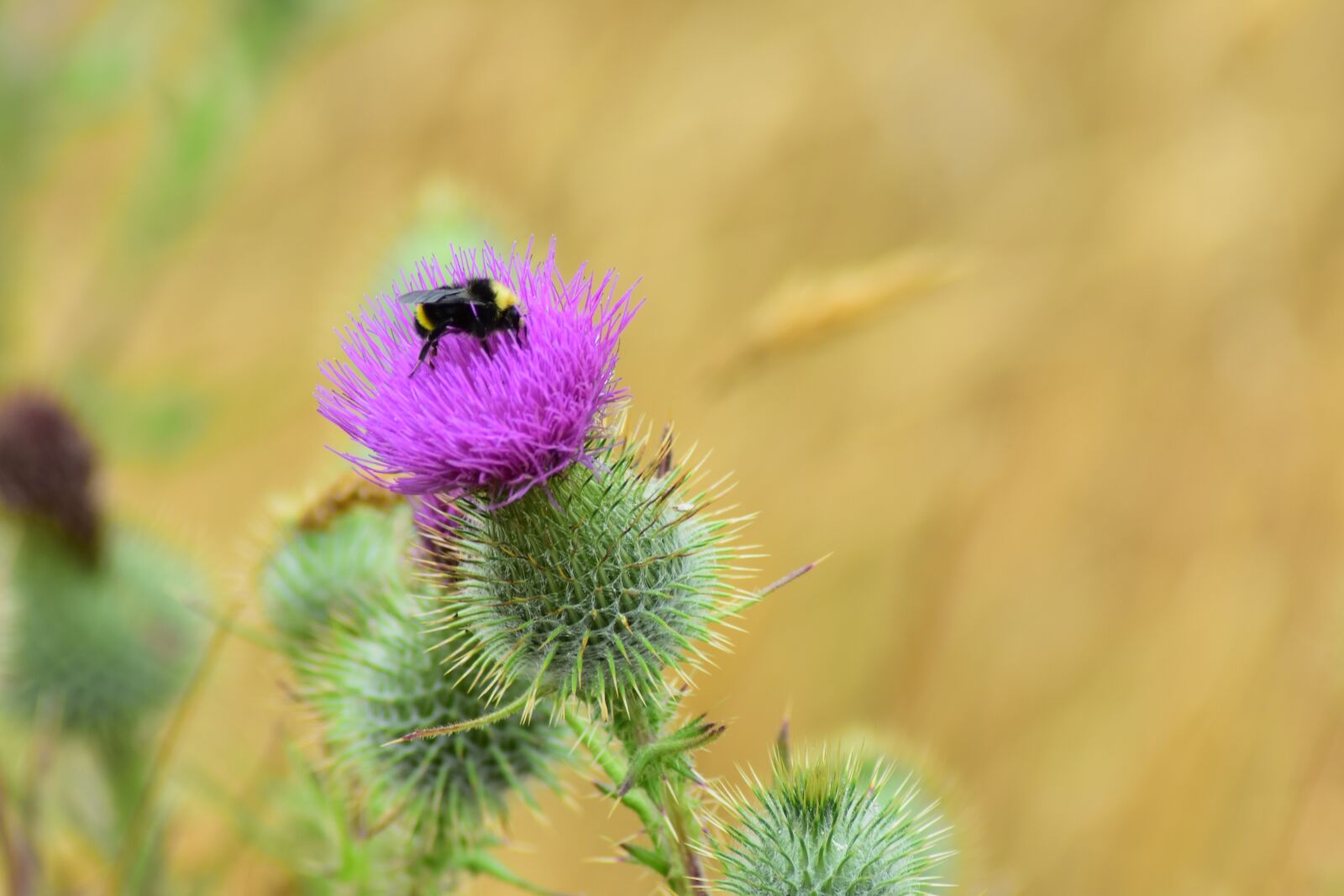 Nikon D3400 sample photo. Bumble bee, thistle, flower photography