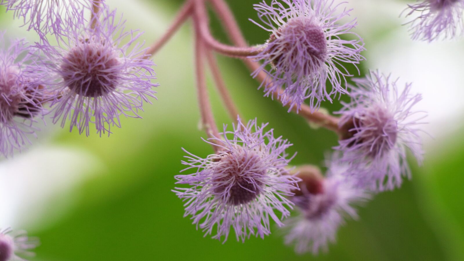Canon EOS 77D (EOS 9000D / EOS 770D) sample photo. Flowers, lilac, spring photography