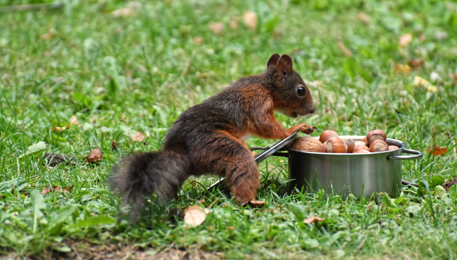 Nikon D7200 sample photo. Pot, cooking pot, nuts photography