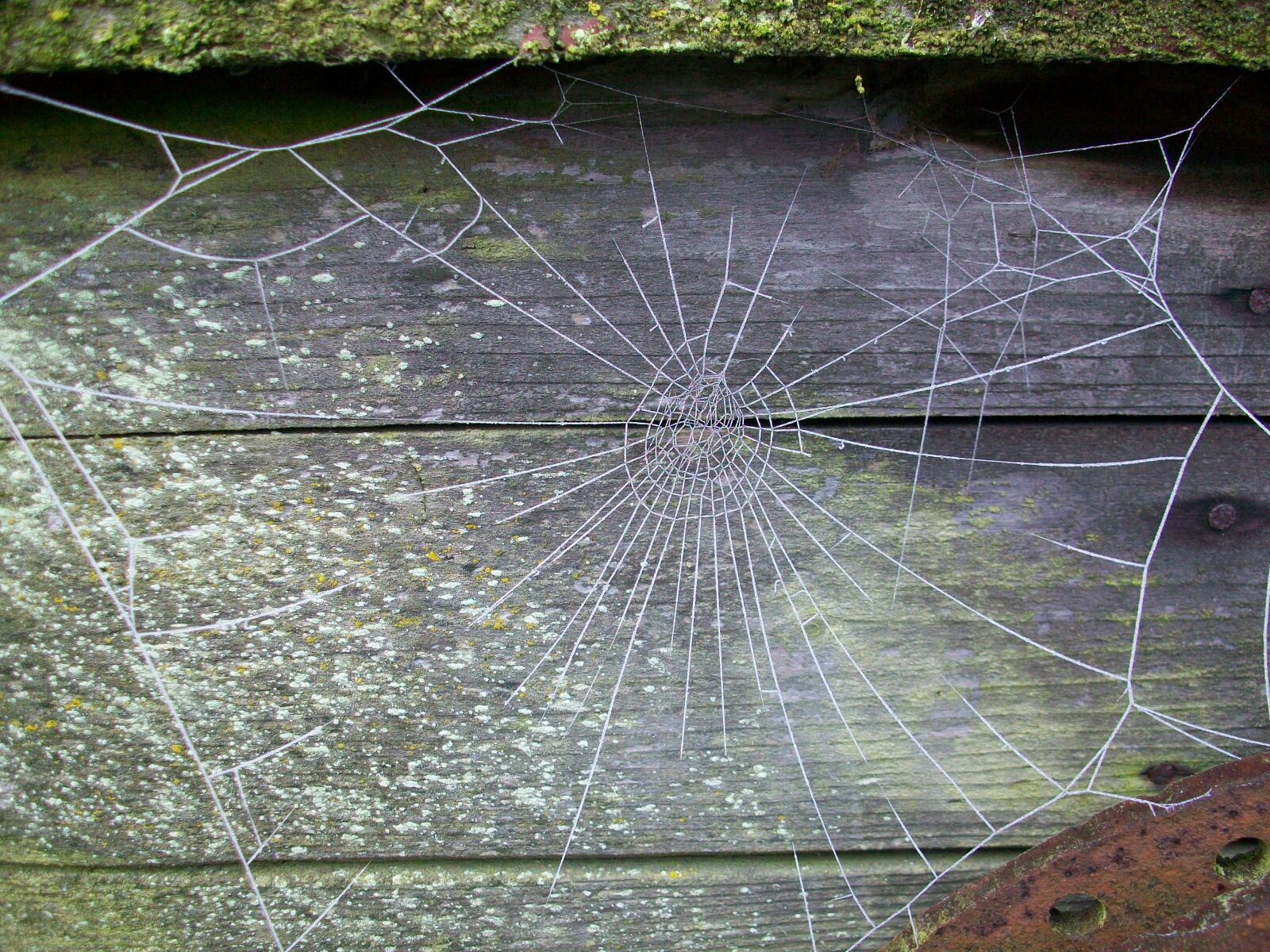 Kodak EASYSHARE M1063 DIGITAL CAMERA sample photo. Frost, frozen spider web photography