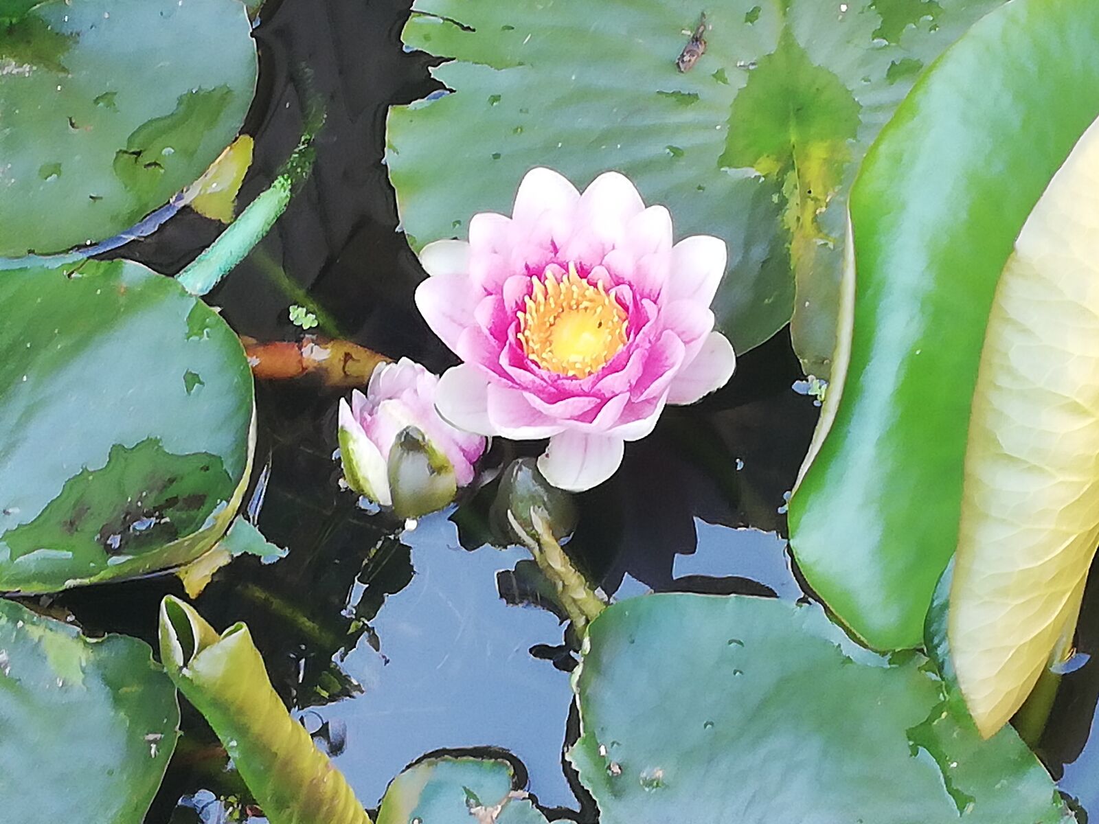 HUAWEI P20 lite sample photo. Lotus, flowers, nature photography