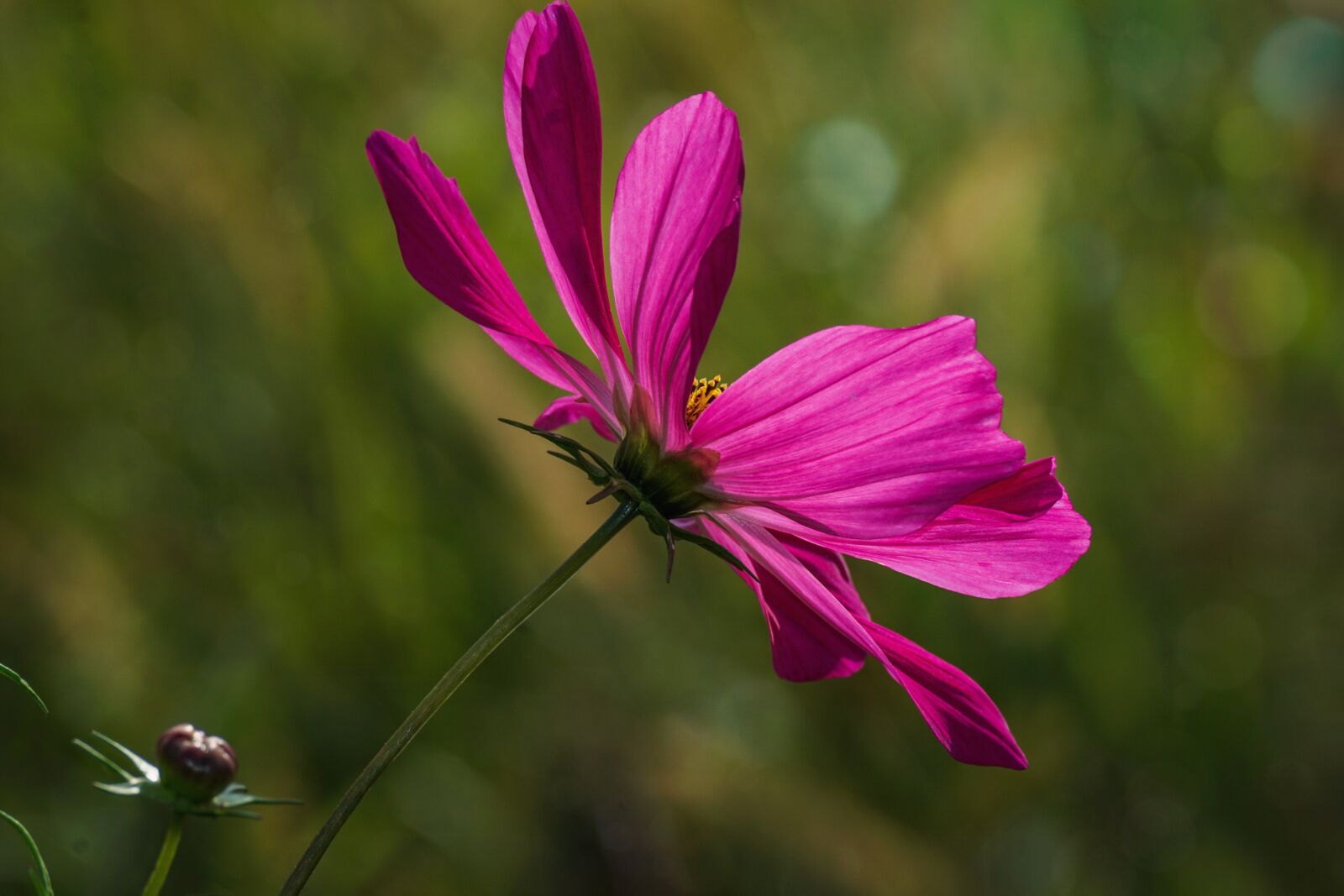 Sony DT 55-300mm F4.5-5.6 SAM sample photo. Flower, cosmea, cosmos photography