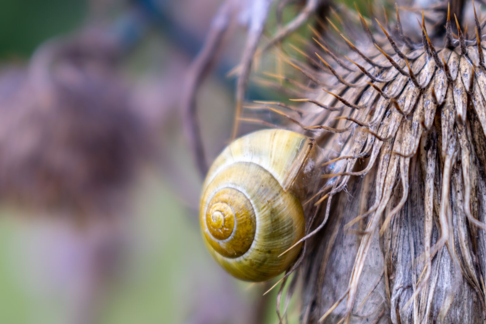 Nikon D5300 sample photo. Thistle, shell, snail photography