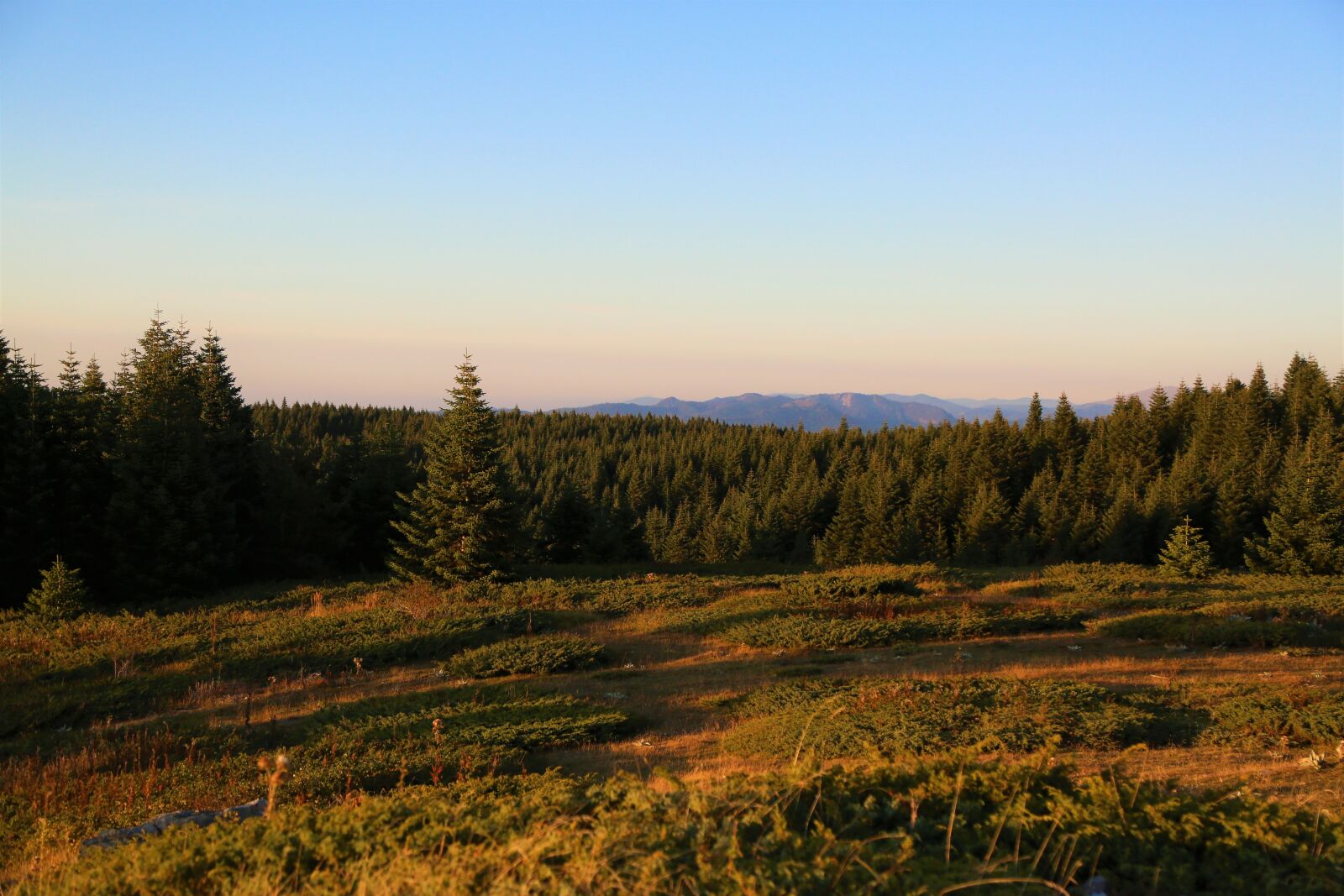 Canon EF 24-105mm F4L IS USM sample photo. Forest, mountains, trees photography