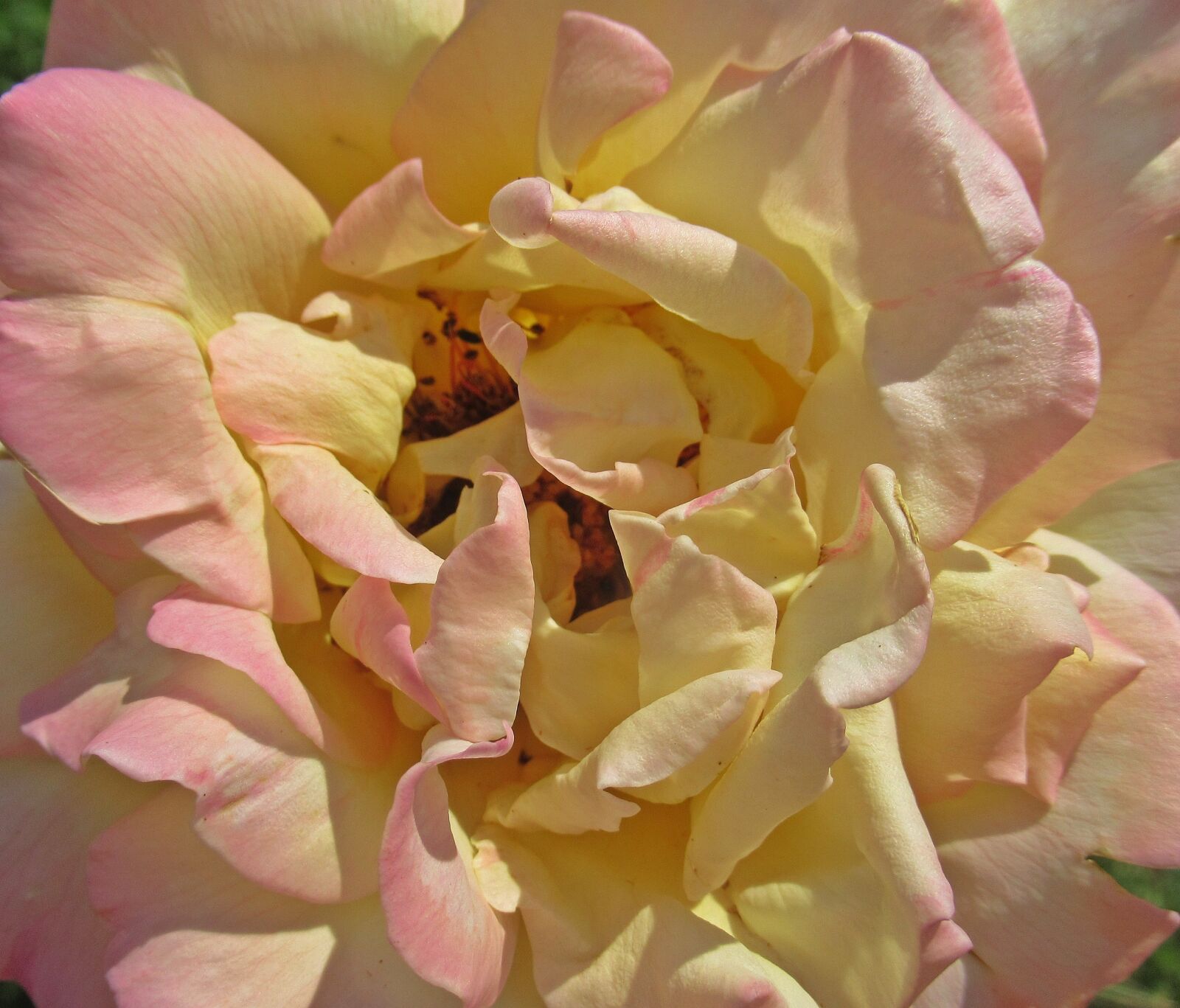 Canon PowerShot SX620 HS sample photo. Flower, rose, petals photography