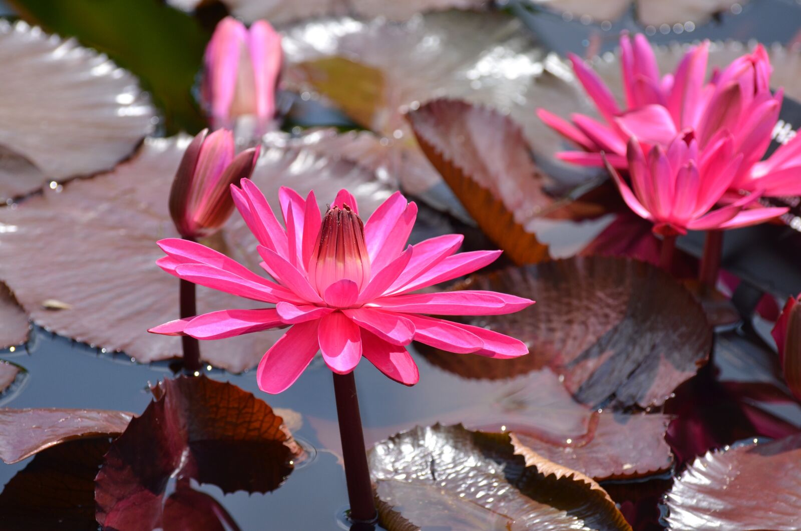Nikon D5100 sample photo. Botanical, waterlilies, flowers photography