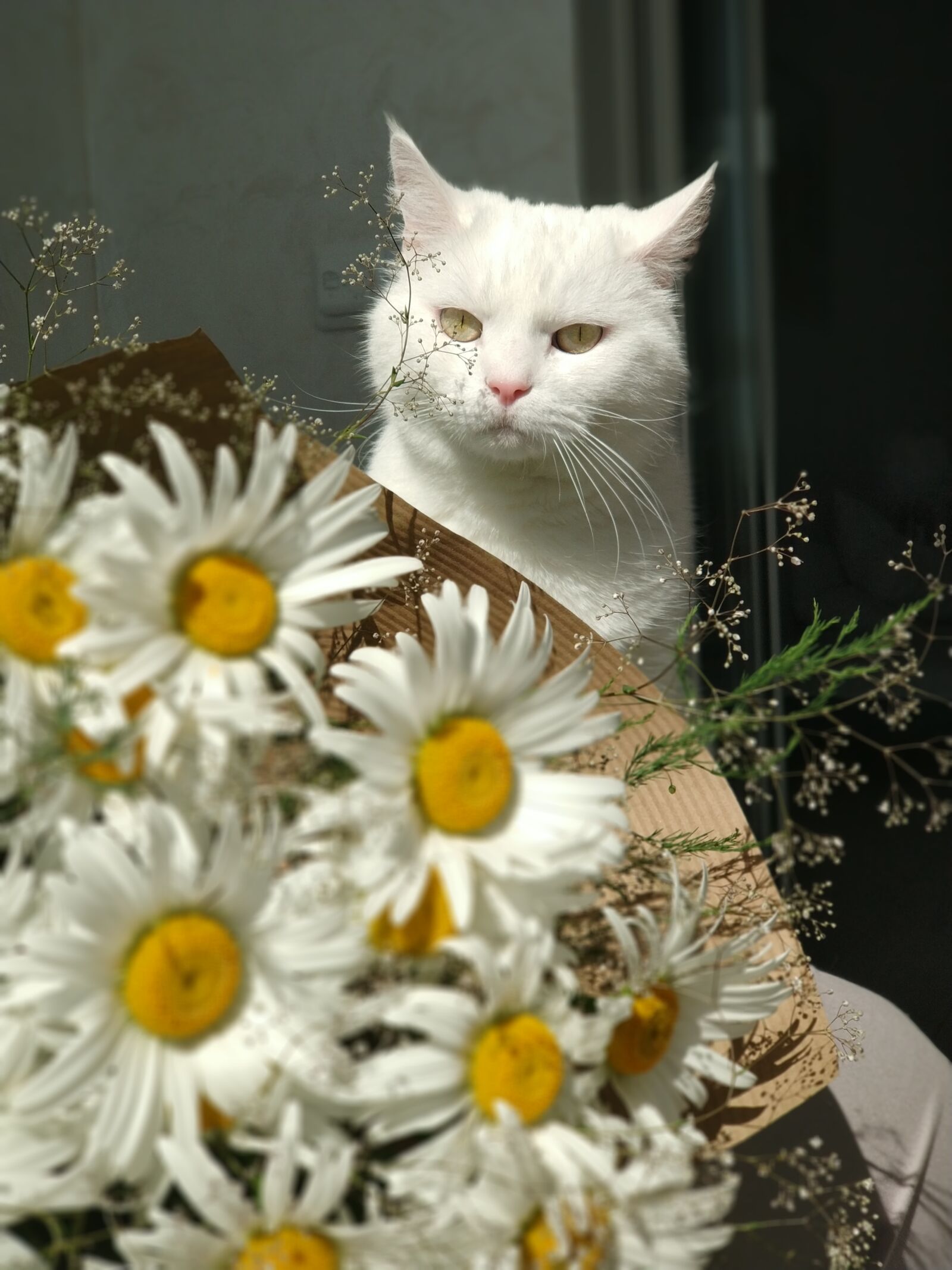 Xiaomi MI6 sample photo. Cat, daisy, bouquet photography