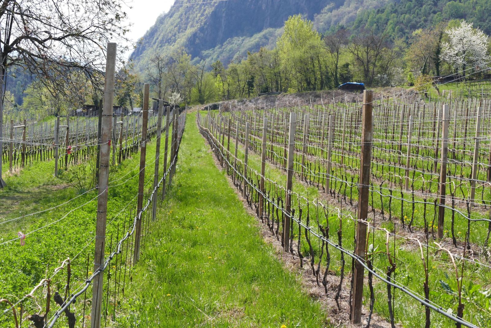 Panasonic Lumix DMC-FZ1000 sample photo. Vines, section, spring photography