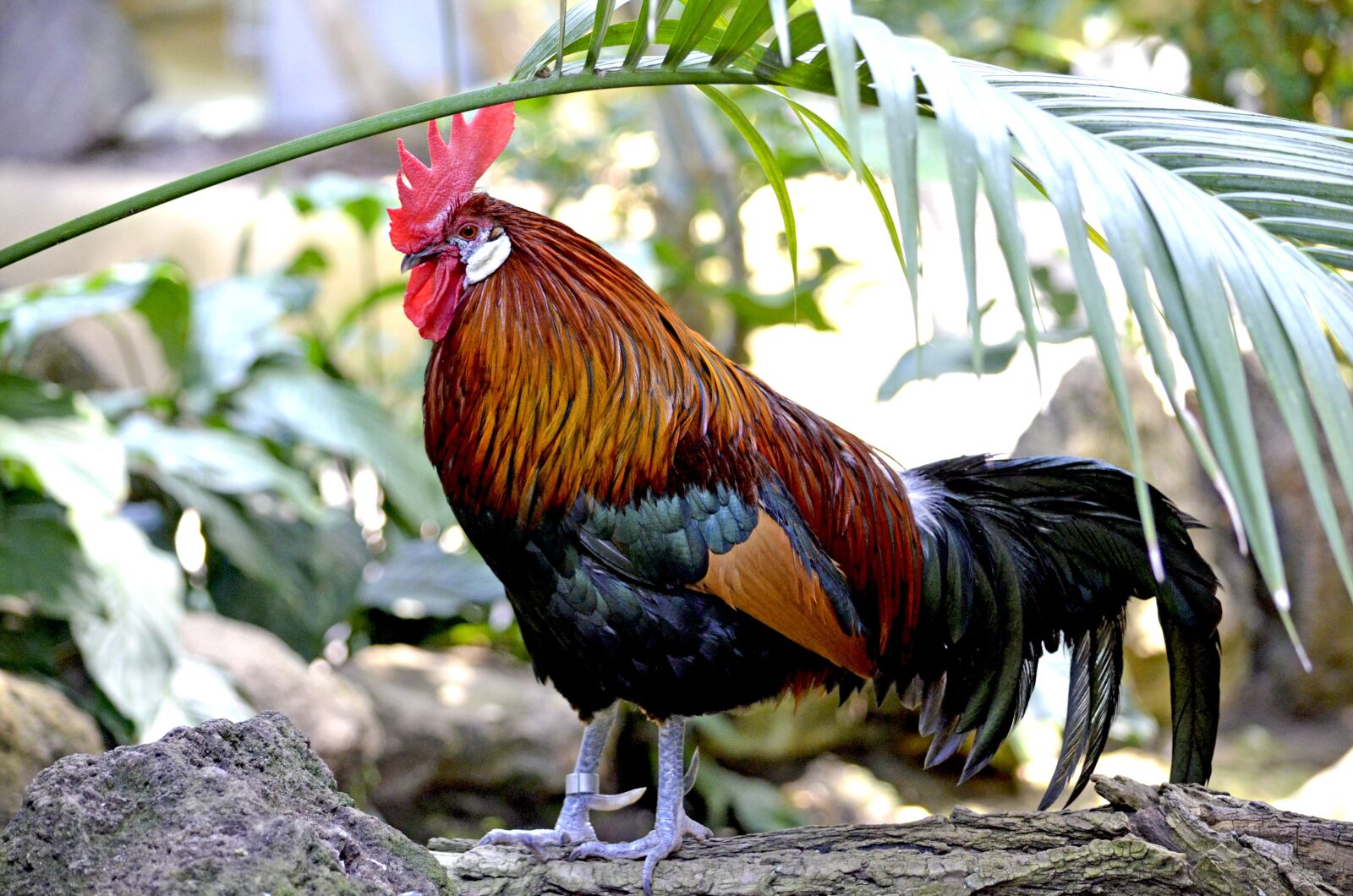 Nikon D5100 sample photo. Hahn, small cock, exotic photography