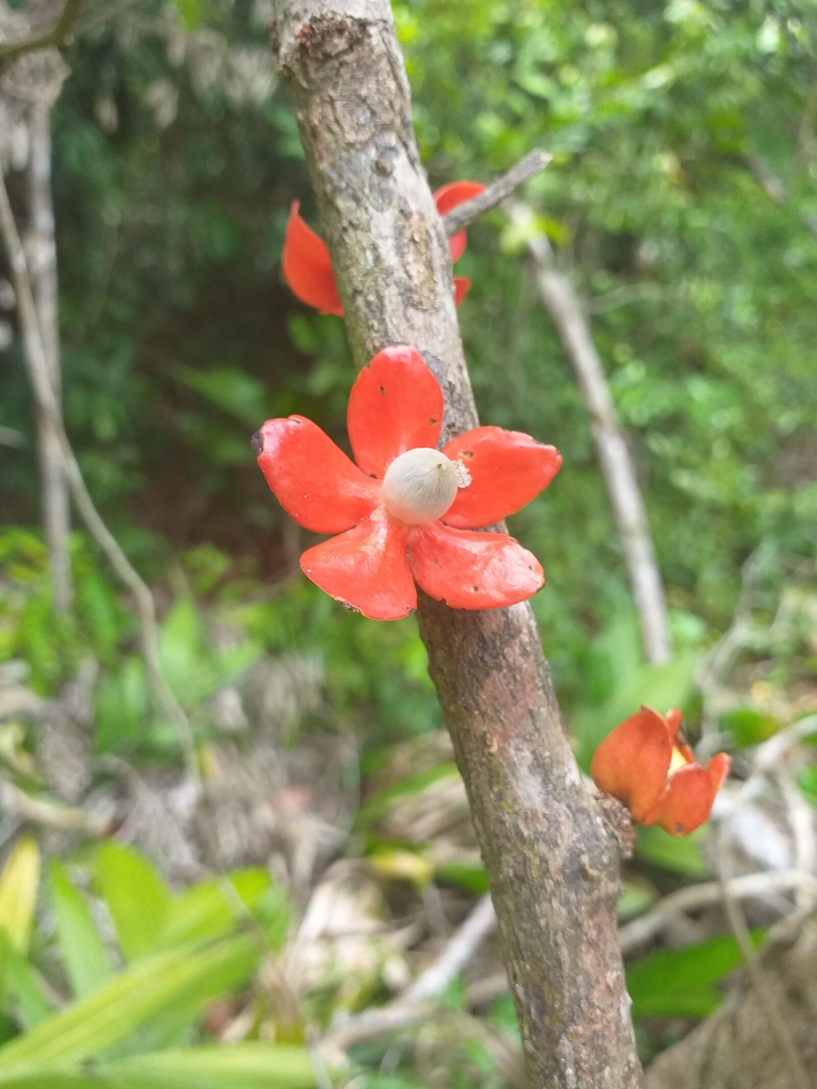Samsung Galaxy J6+ sample photo. Flor, flor red, naturaleza photography