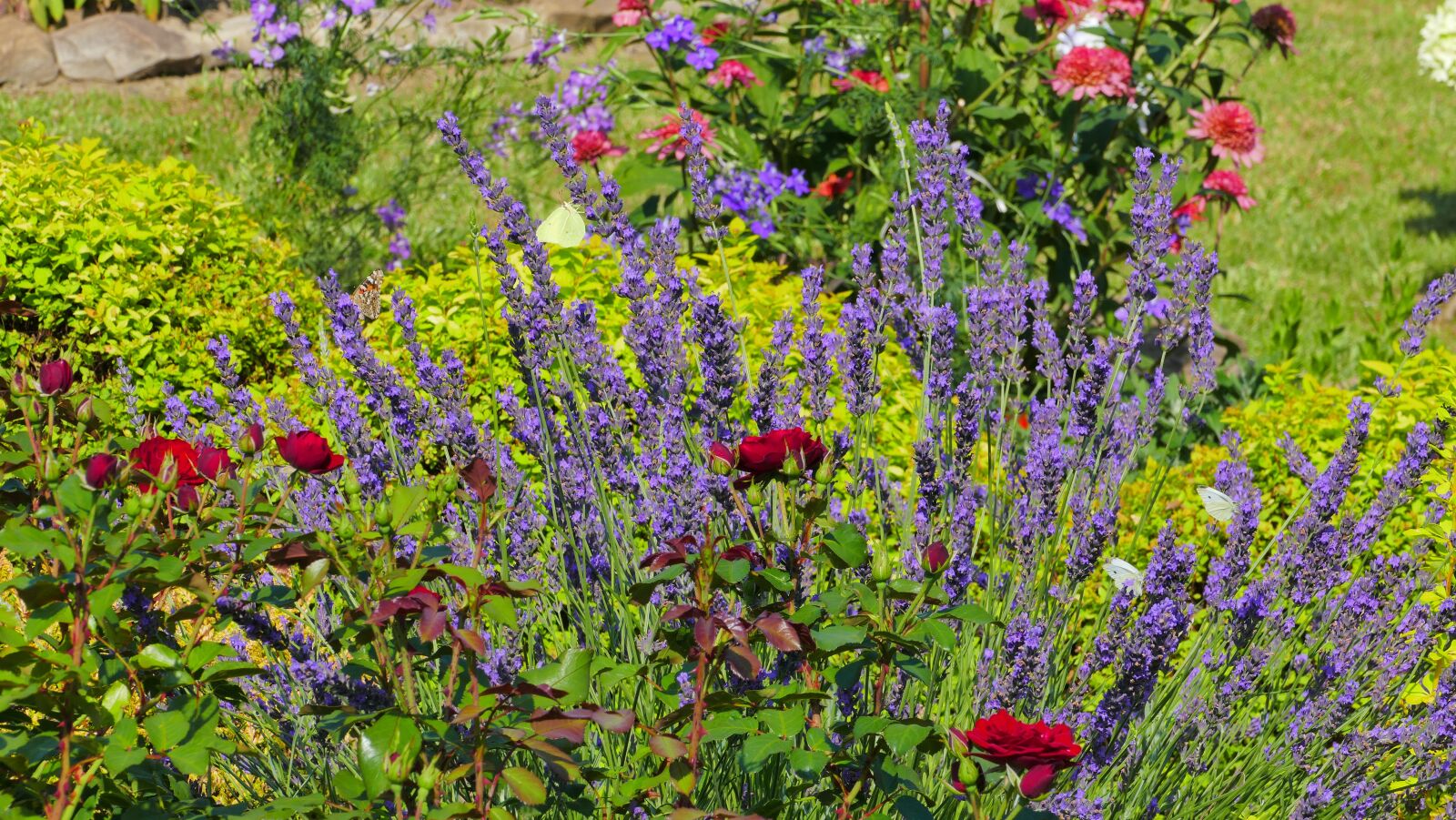 Panasonic Lumix DMC-FZ1000 sample photo. Lavender, flowers, garden photography