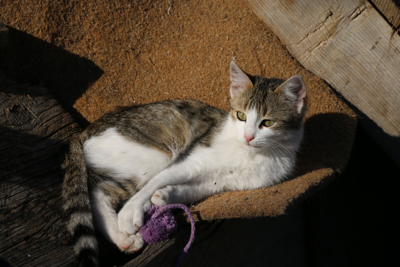 Canon EF-S 18-135mm F3.5-5.6 IS sample photo. Cat, animal, animal portrait photography
