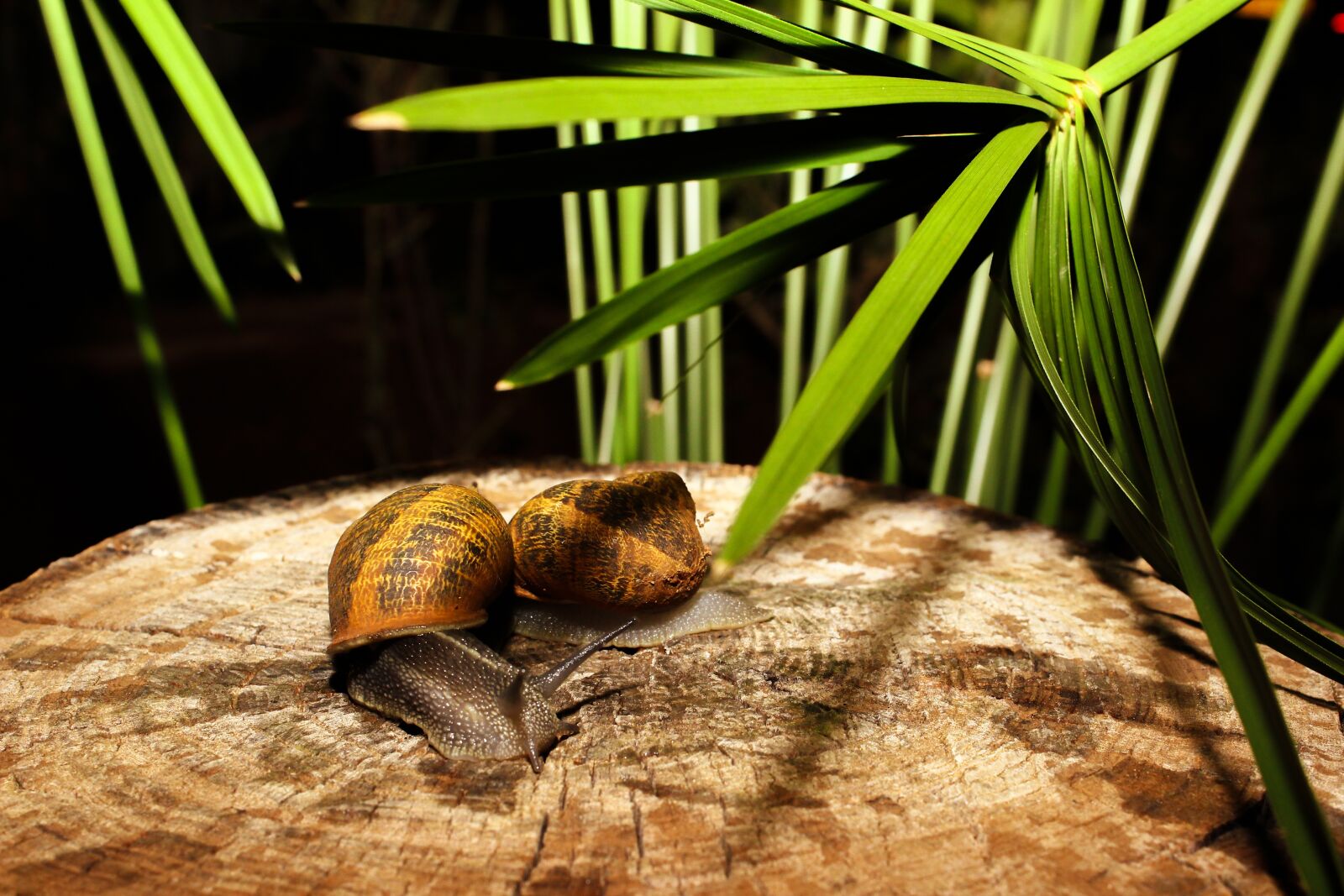 Canon EOS 600D (Rebel EOS T3i / EOS Kiss X5) sample photo. Snail, animal, nature photography