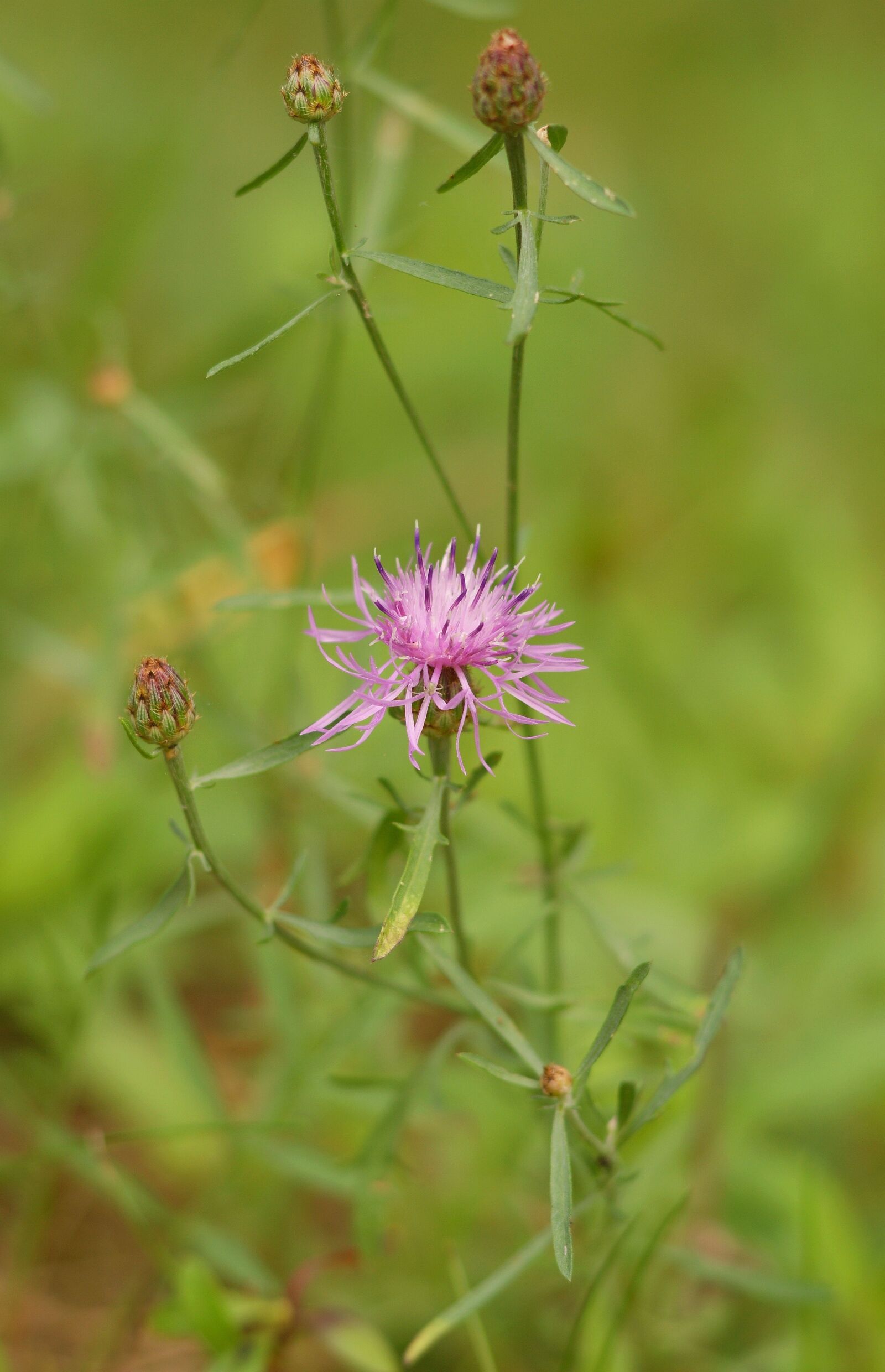 Sony Alpha DSLR-A290 sample photo. Cornflower, meadow, pink photography