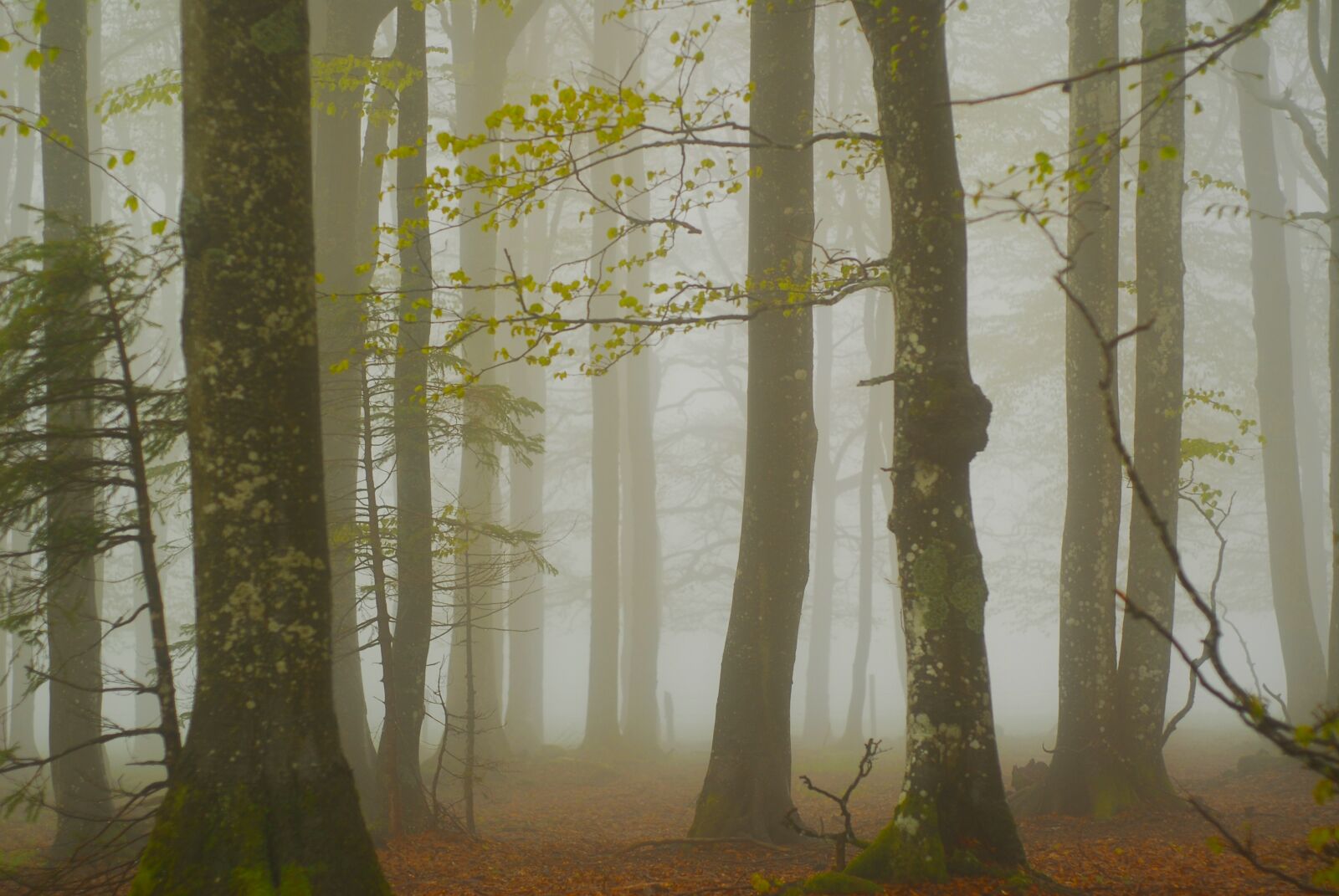 Nikon D200 sample photo. Forest, fog, trees photography