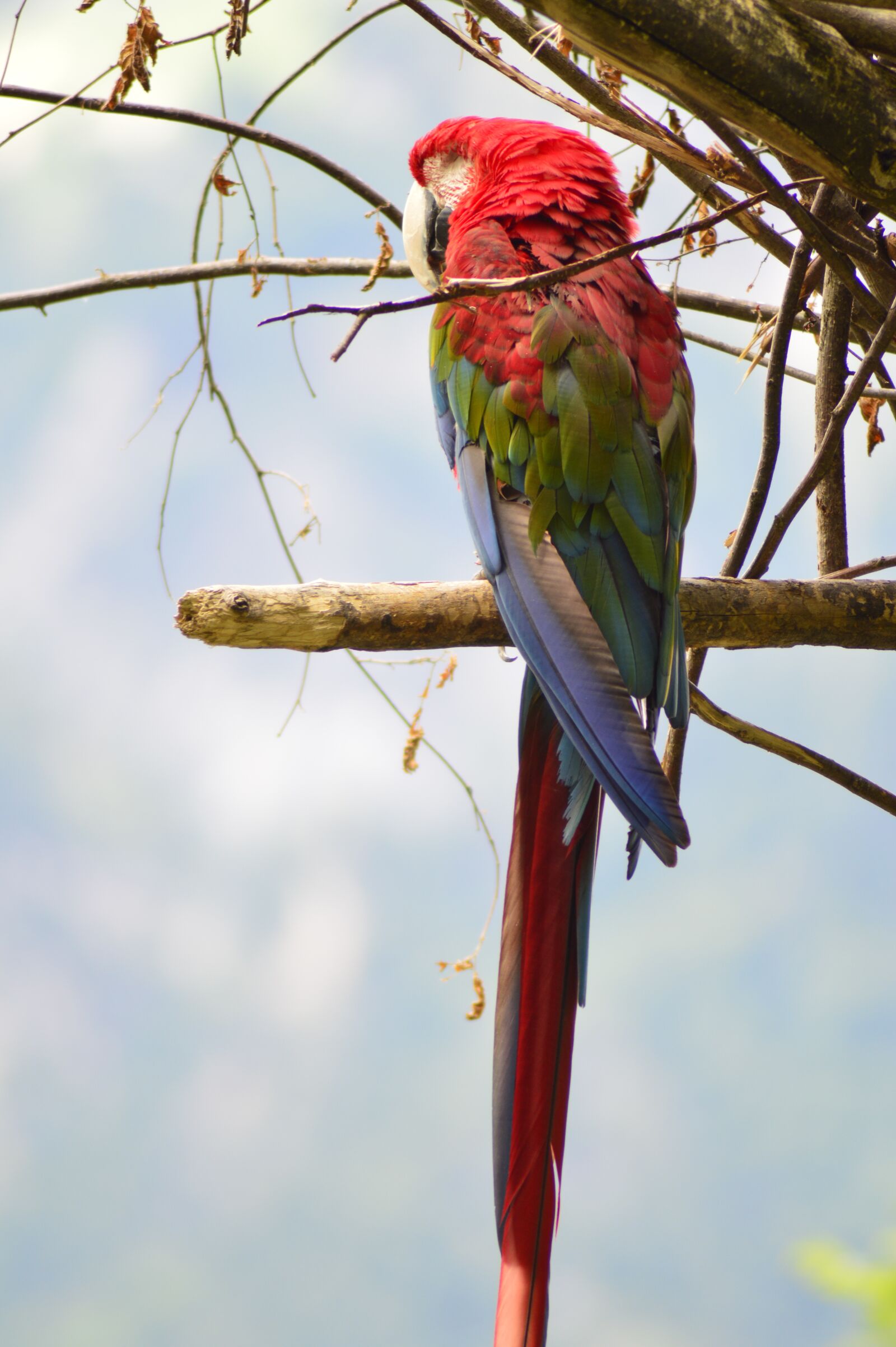 Nikon D3200 sample photo. Parrot, birds, ara photography