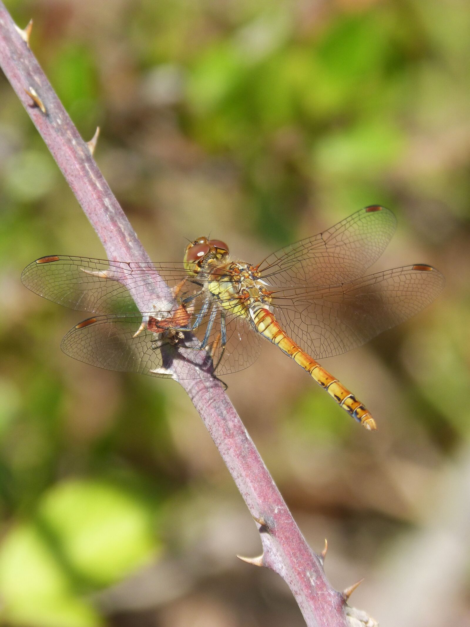 Panasonic DMC-FZ62 sample photo. Dragonfly, sympetrum striolatum, blackberry photography