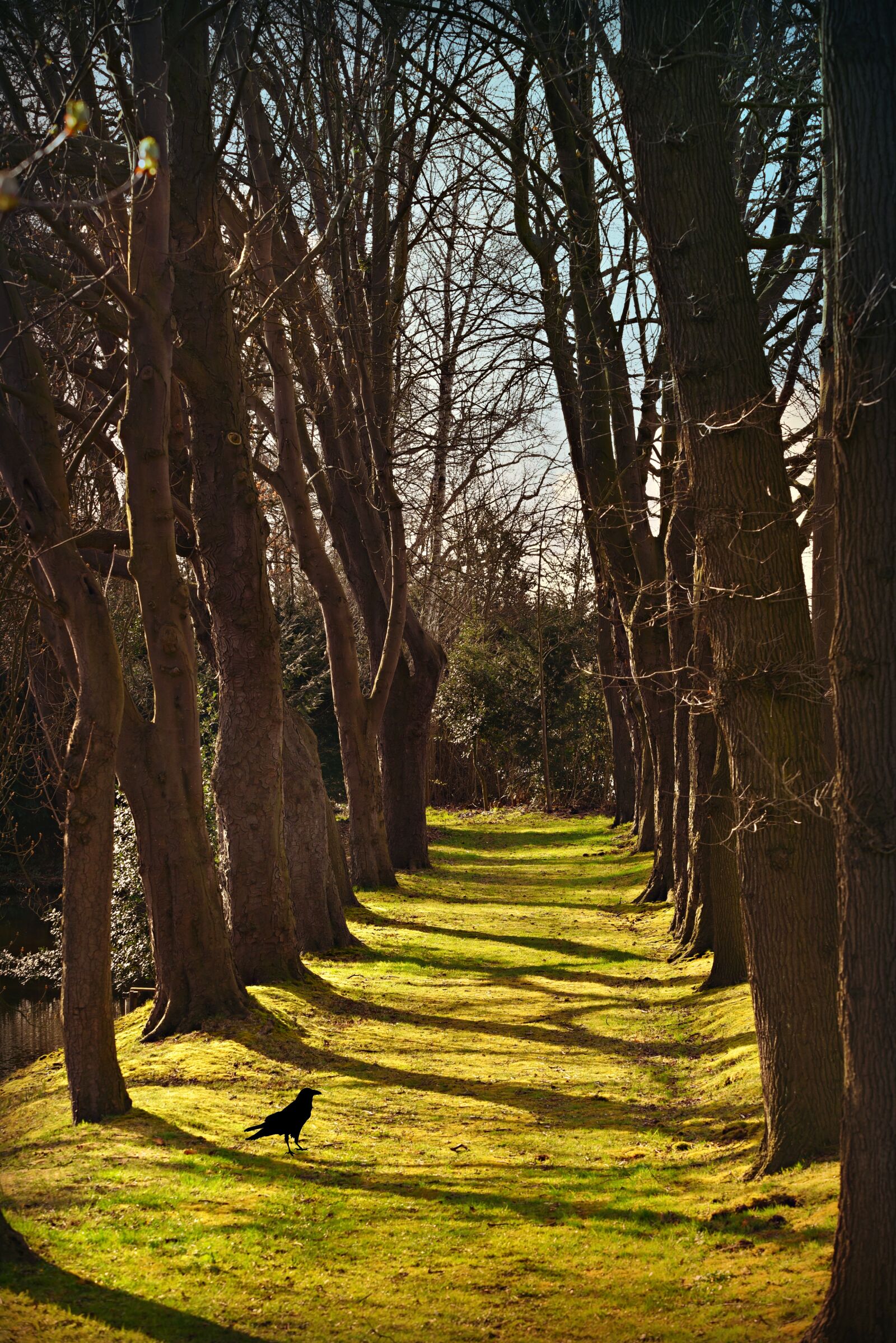 Nikon D750 sample photo. Lane, tree lined, row photography