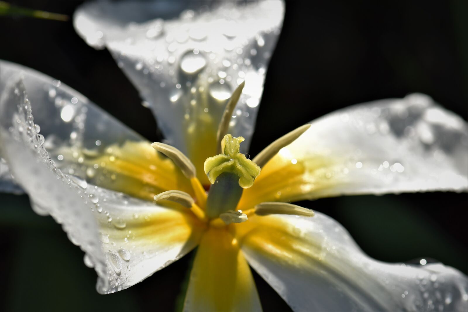 Nikon D5500 sample photo. Tulip, flower, bloom photography