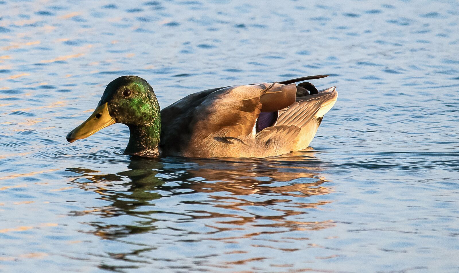 Canon EF-S 55-250mm F4-5.6 IS STM sample photo. Mallard, duck, animal photography
