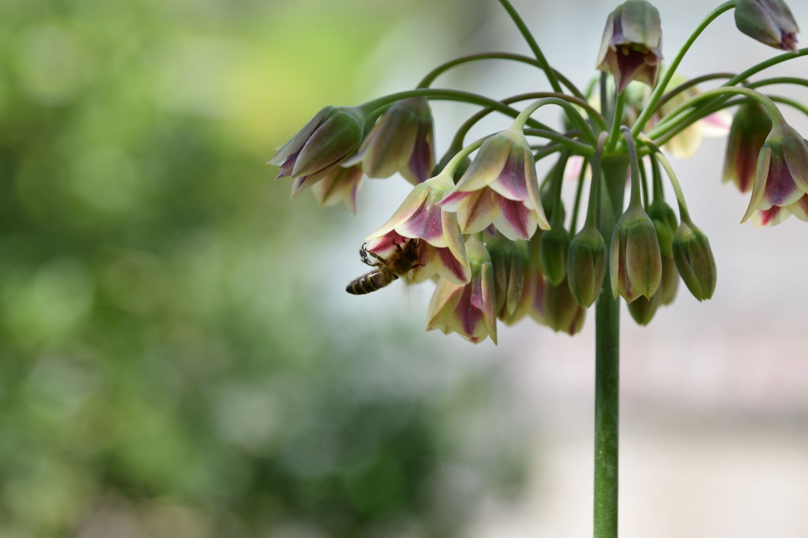 Nikon D5300 sample photo. Flower, bee, nature photography