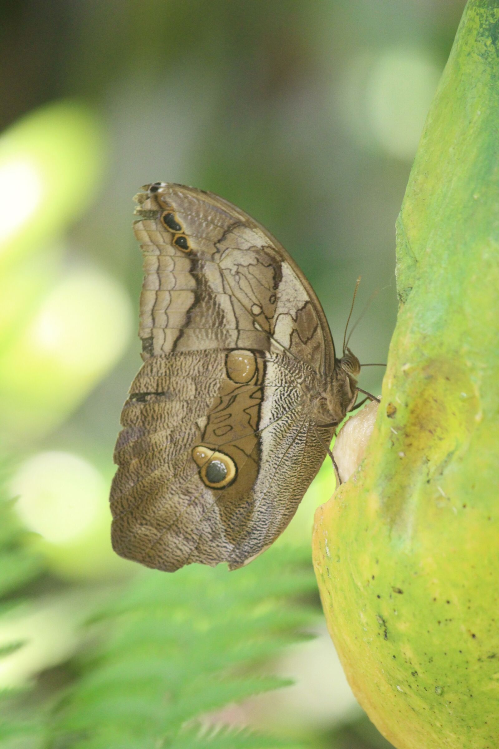 Canon EOS 700D (EOS Rebel T5i / EOS Kiss X7i) sample photo. Butterfly, wildlife, nature photography