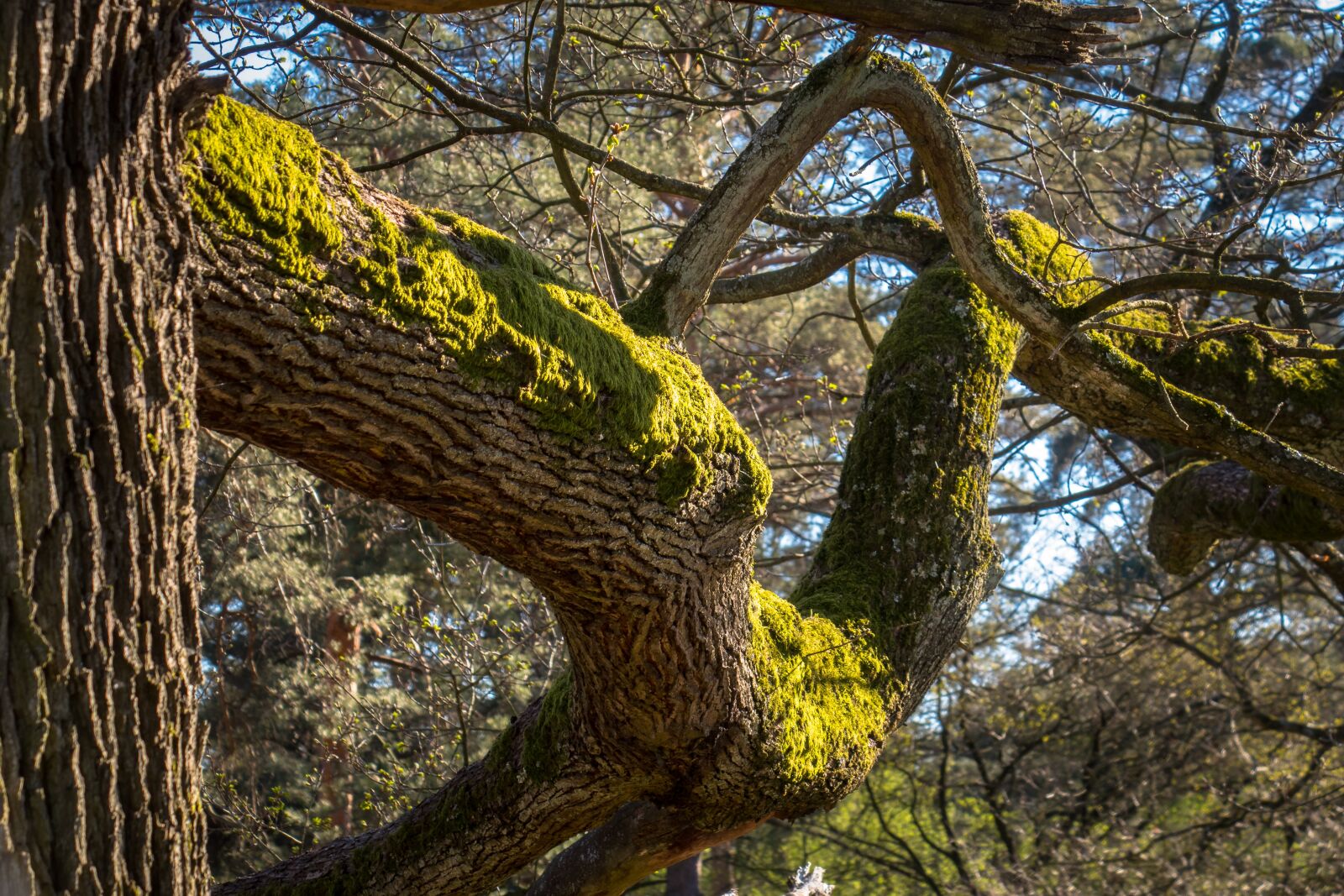 Canon PowerShot G3 X sample photo. Oak, moss, tree photography