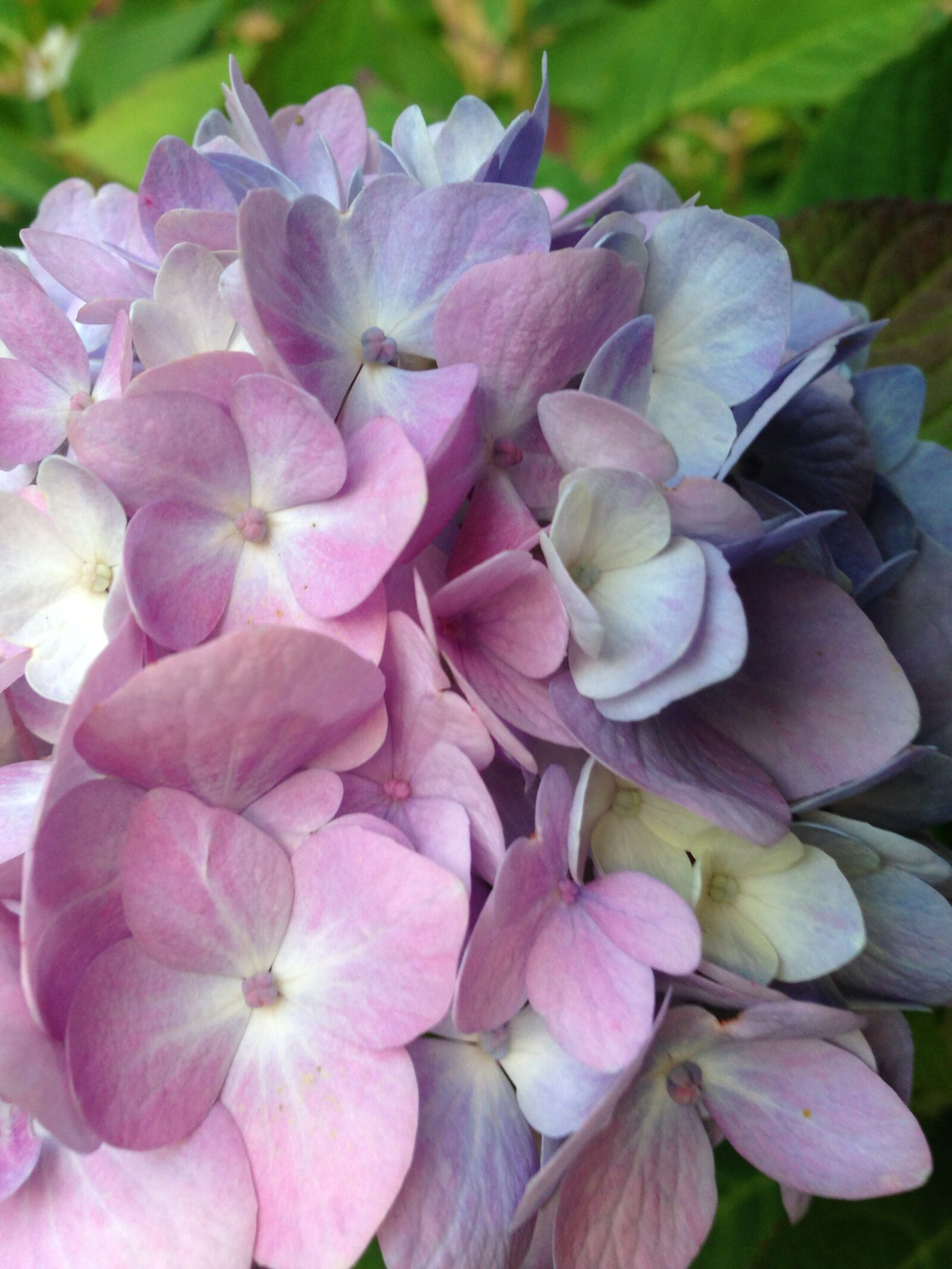 iPhone 5 back camera 4.12mm f/2.4 sample photo. Hydrangea, plant, bloom photography
