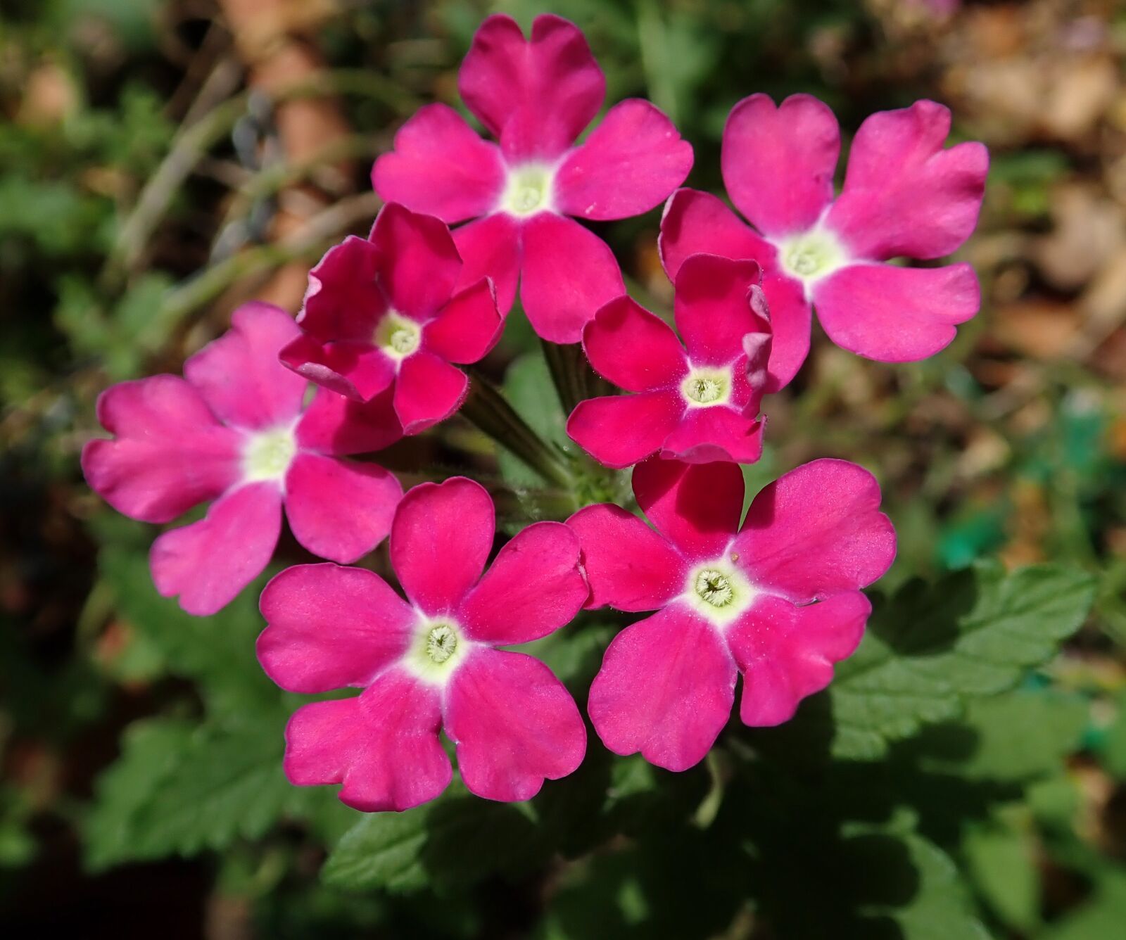 Olympus TG-5 sample photo. Flower, pink, verbena photography