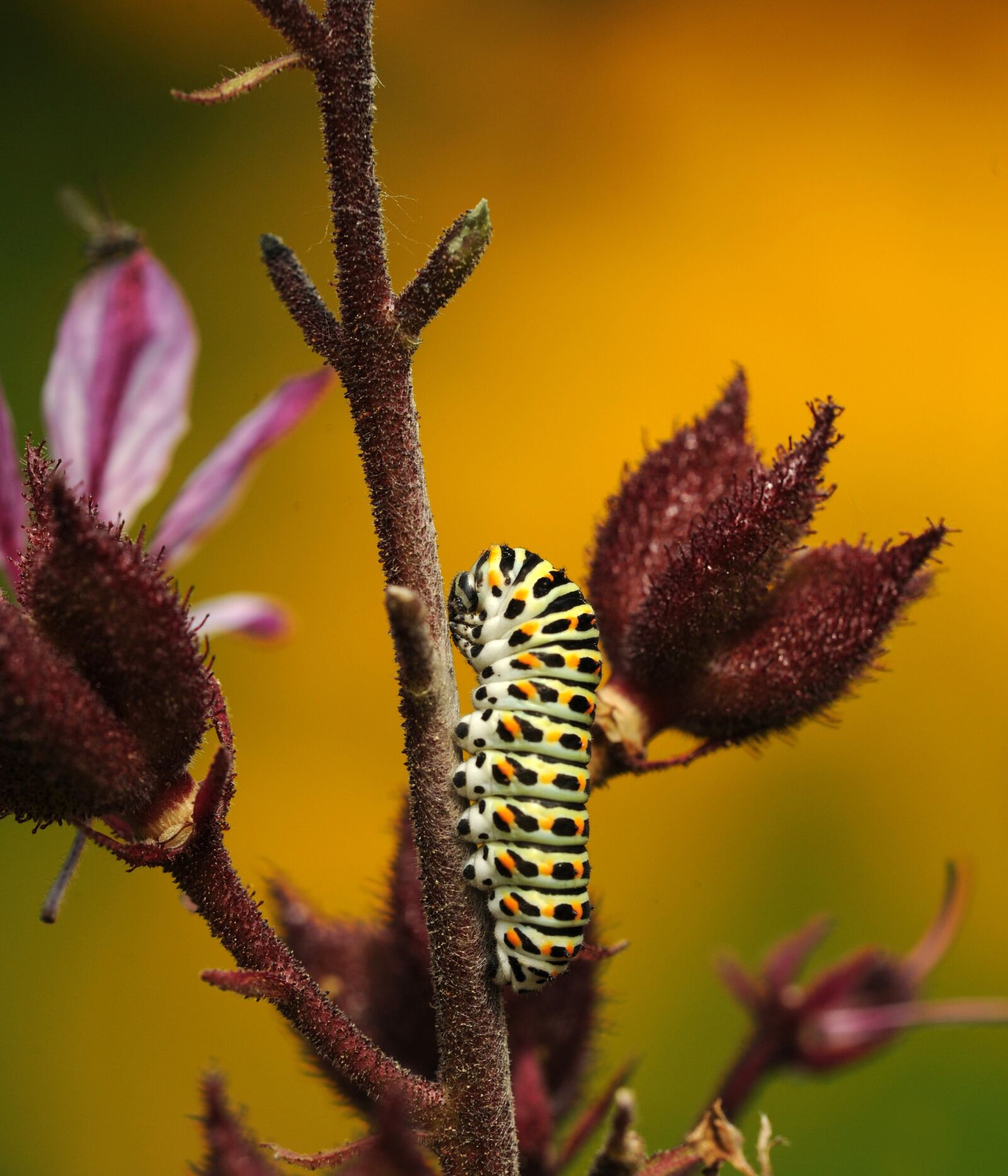 Nikon D3S sample photo. Caterpillar, butterfly, dovetail photography