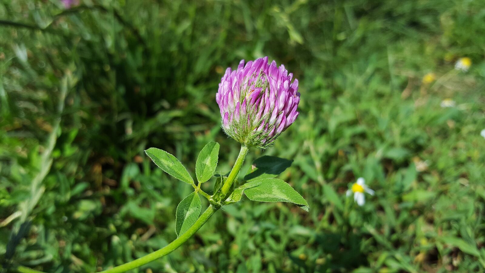 Samsung Galaxy S6 sample photo. Red clover, trifolium pratense photography