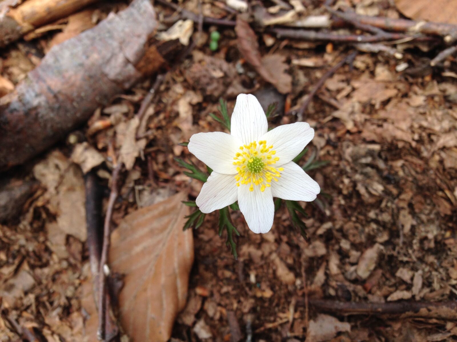 iPhone 5 back camera 4.12mm f/2.4 sample photo. Flower, spring, white photography