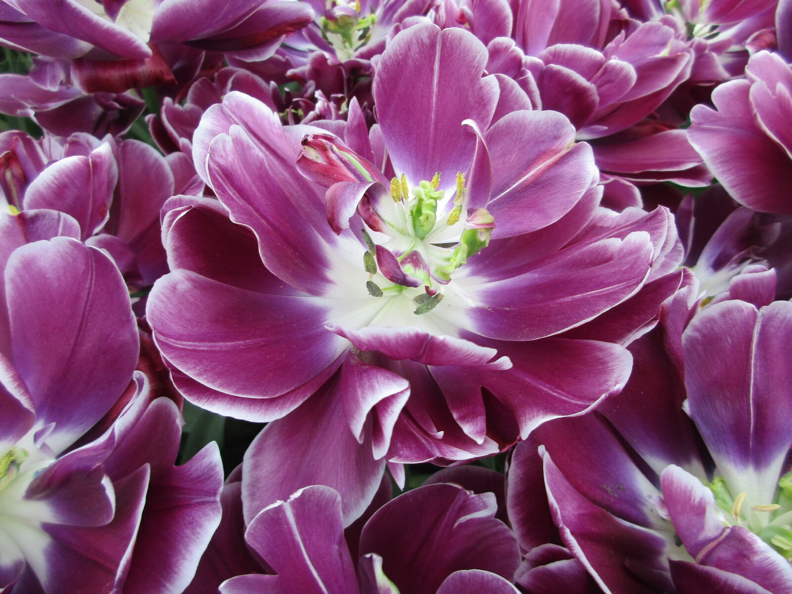 Canon PowerShot ELPH 170 IS (IXUS 170 / IXY 170) sample photo. Beautiful, flowers, bulbs, purple photography