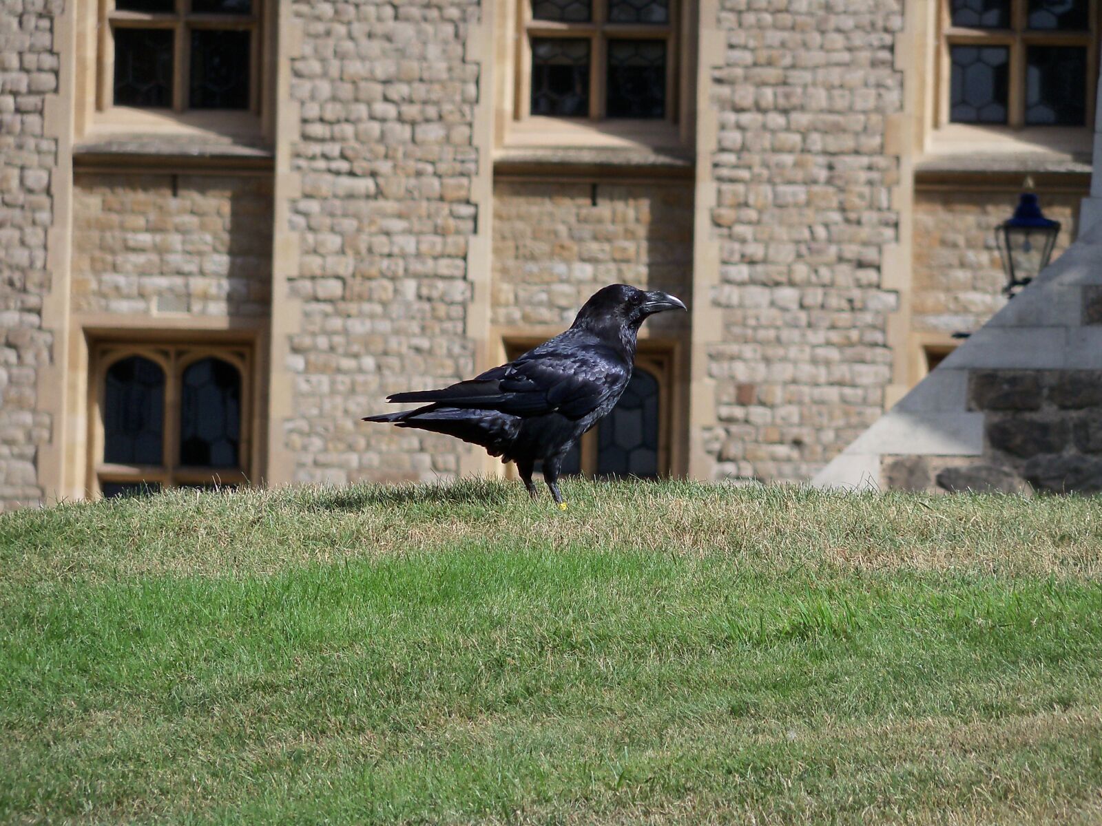 Kodak EasyShare Z915 sample photo. Tower of london, animals photography
