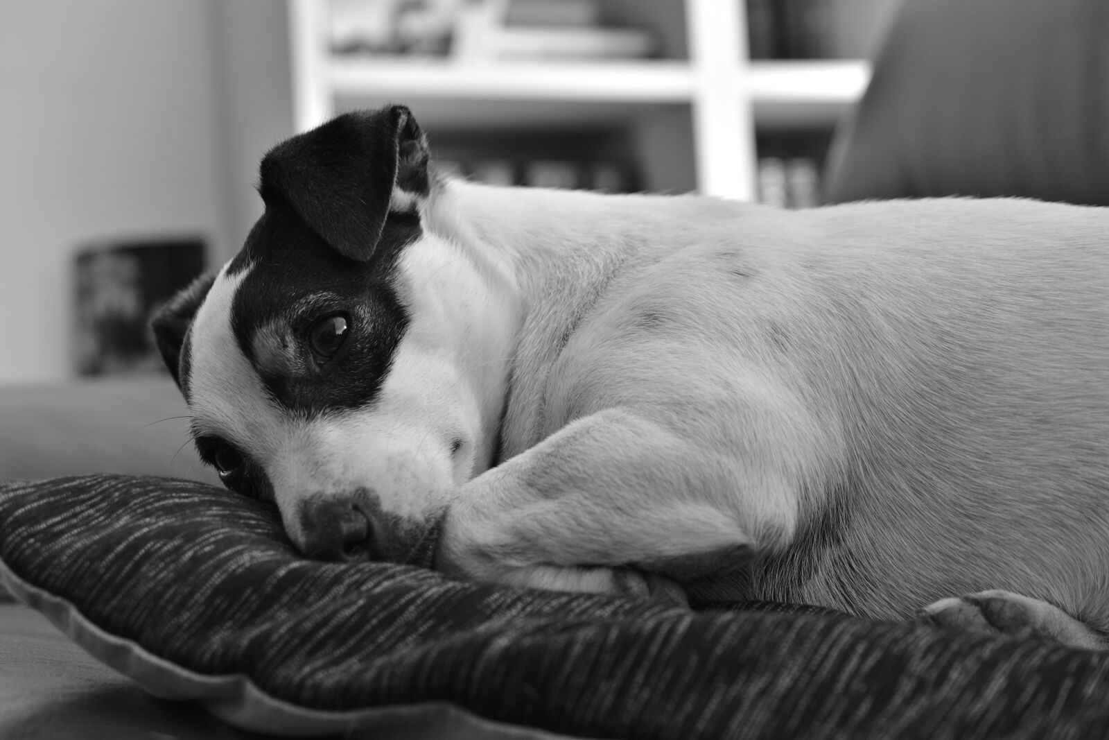Nikon D5600 sample photo. Dog, jack, russel photography
