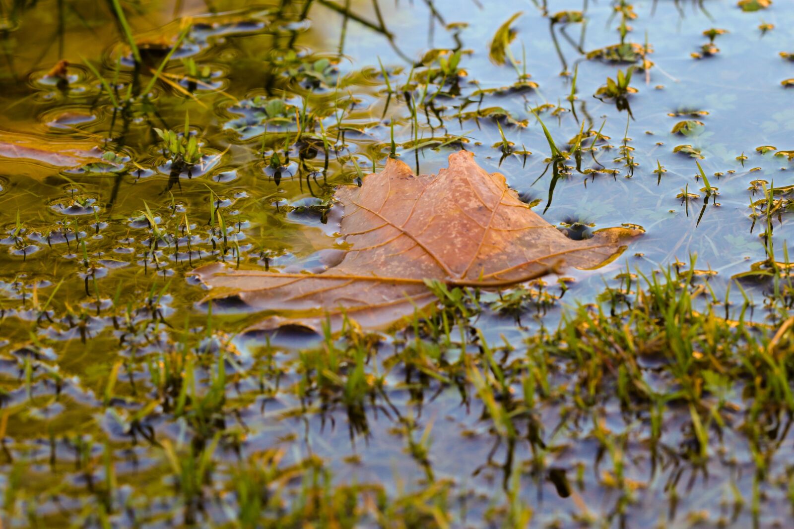 Canon EOS 7D Mark II sample photo. Puddle, leaf, autumn photography