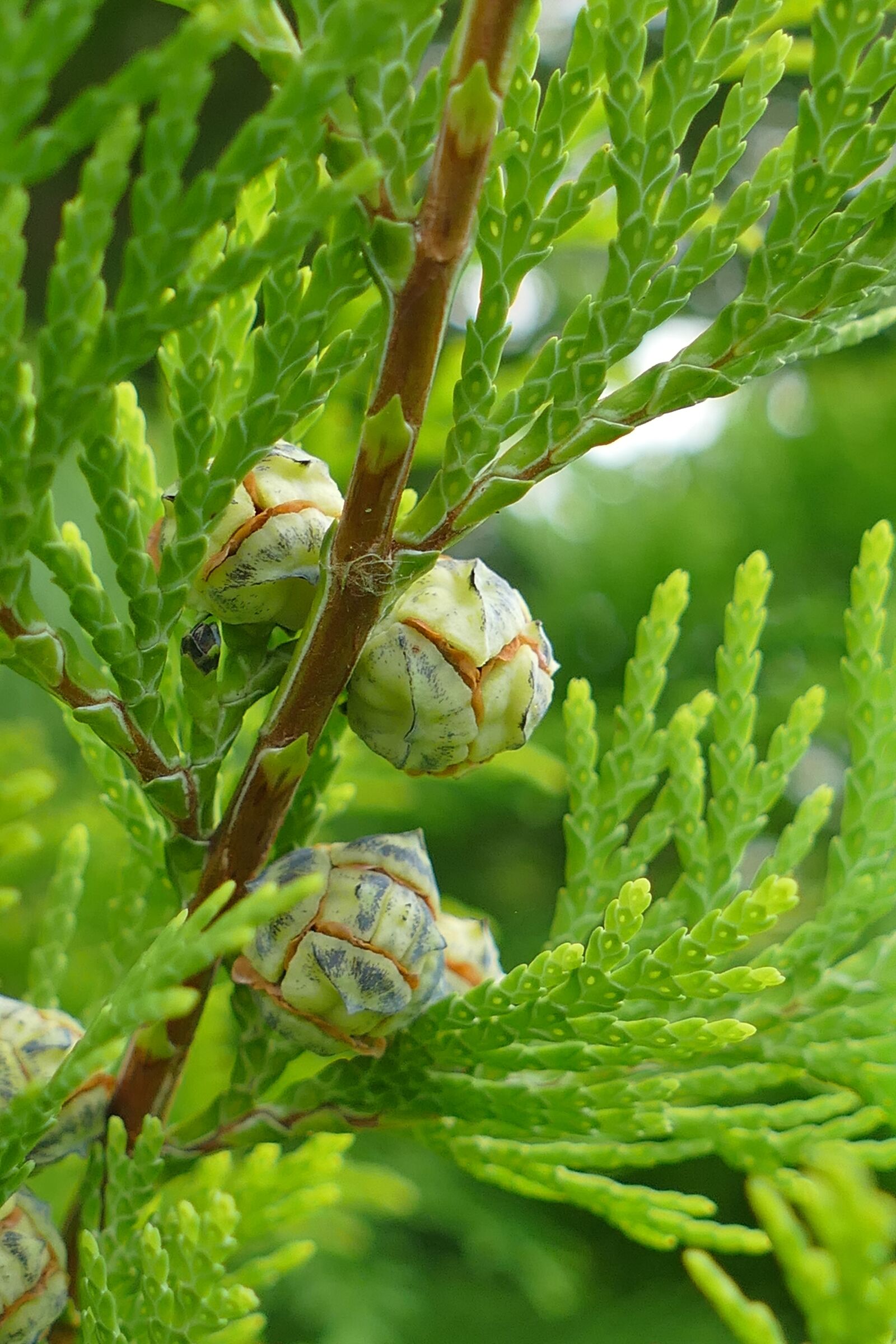 Panasonic Lumix DMC-FZ1000 sample photo. Juniper, macro, forest photography