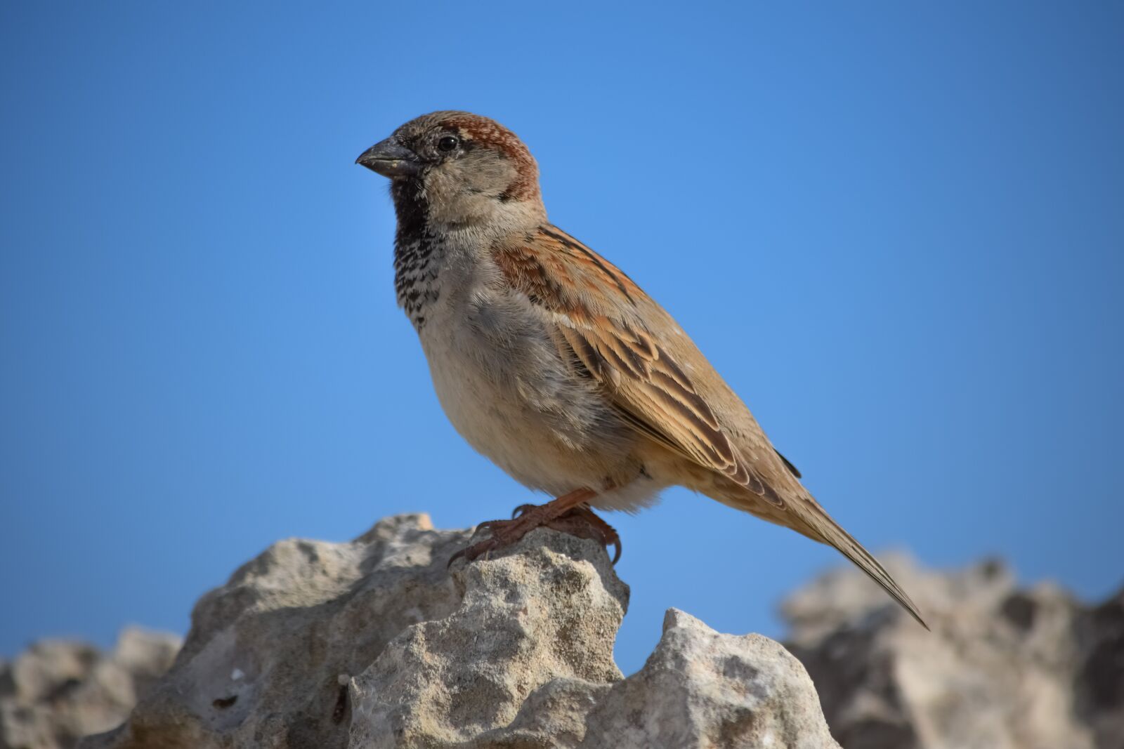 Nikon D3300 sample photo. Sparrow, nature, wildlife photography
