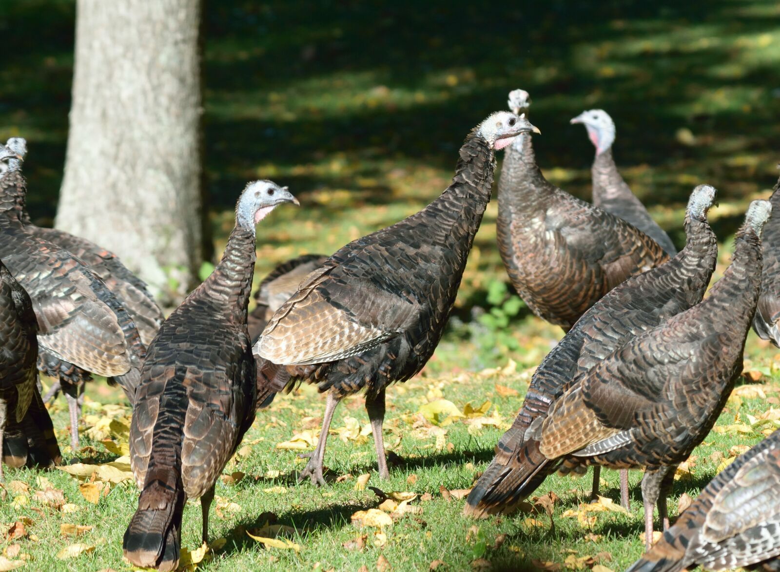 Nikon D5300 sample photo. Birds, turkey, hens photography