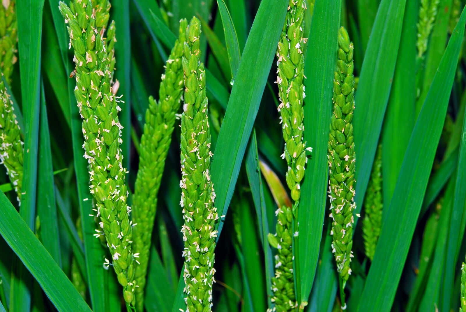 Nikon D60 sample photo. Farm, plant, cereal photography