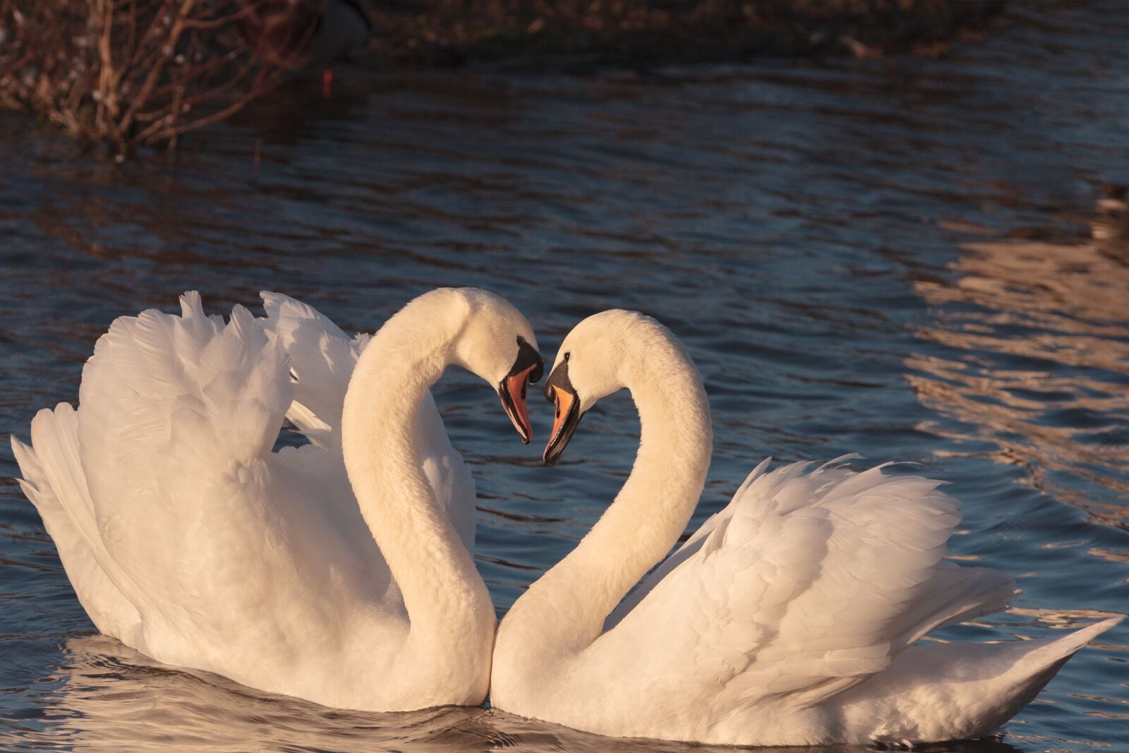 Canon EOS 20D sample photo. Swans, pair, male photography