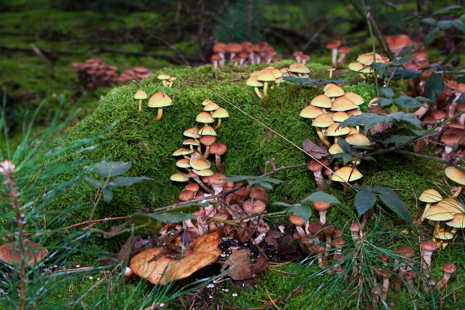 Canon EOS 50D + Canon EF 24-105mm F4L IS USM sample photo. Mushrooms, moss, forest photography