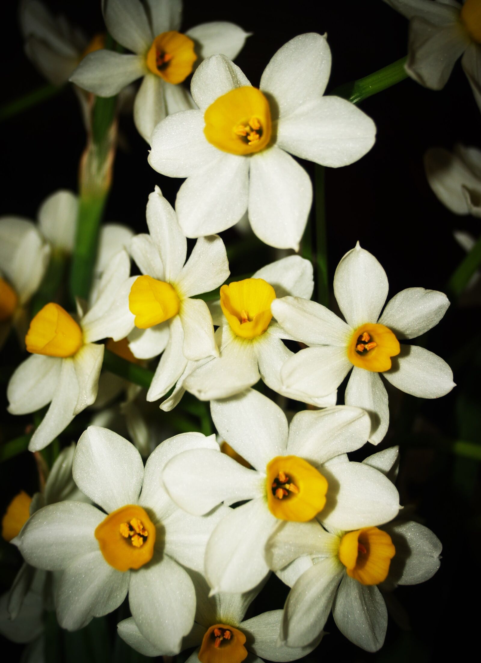 Olympus E-300 (EVOLT E-300) sample photo. Flower, orchid, tropical photography