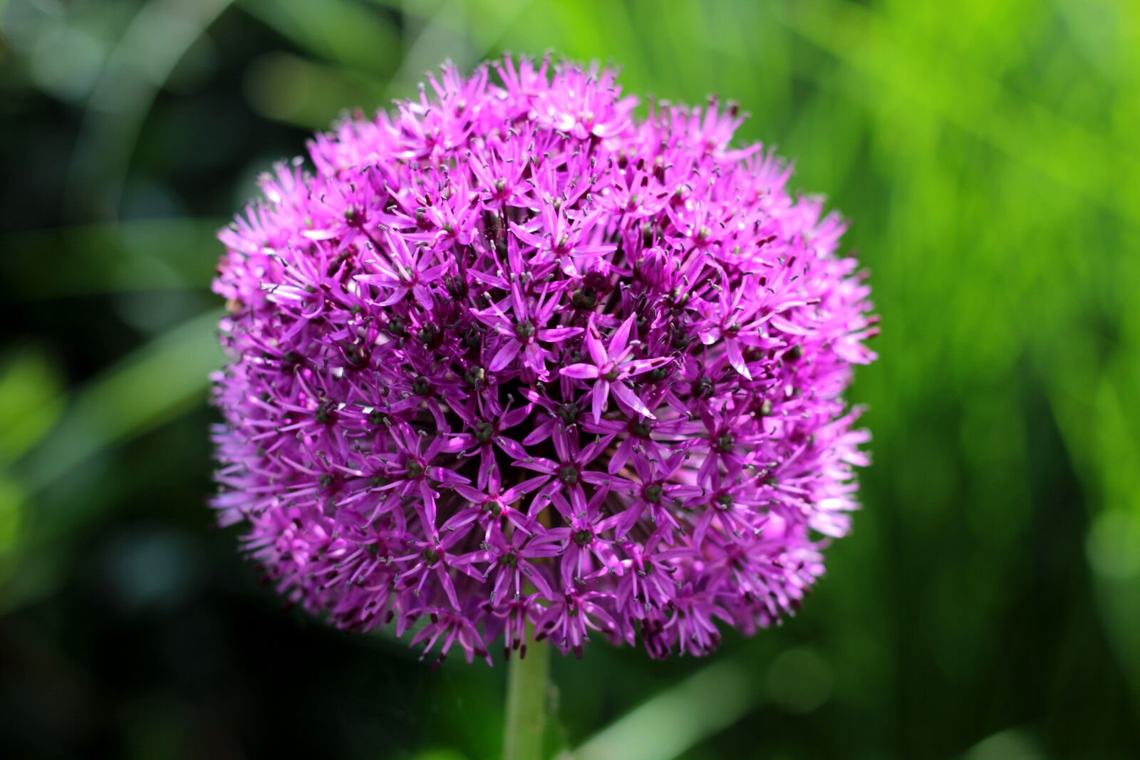 Canon EOS 600D (Rebel EOS T3i / EOS Kiss X5) + Canon EF 50mm F1.8 STM sample photo. Allium, ornamental onion, purple photography